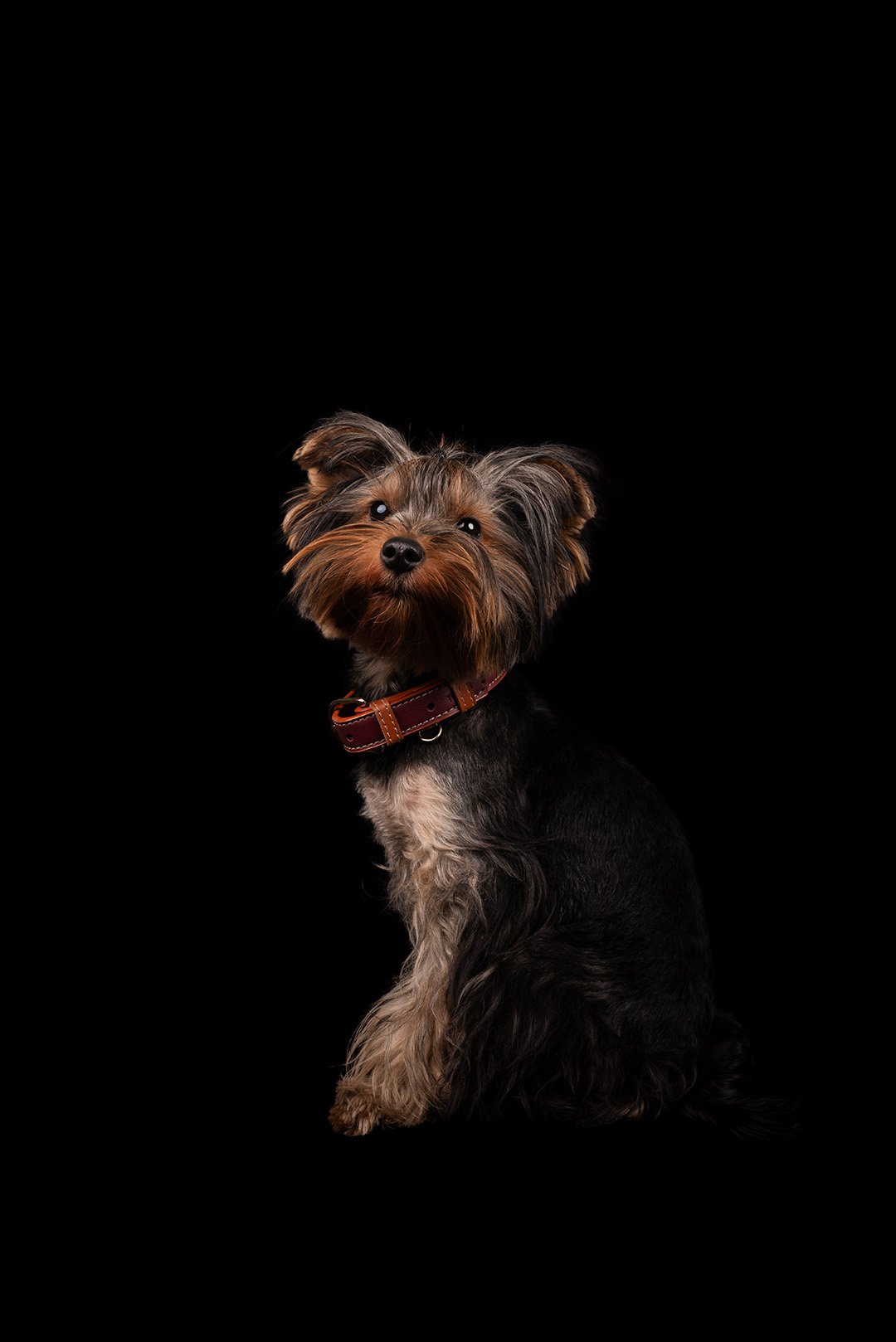fotografia de perro en estudio