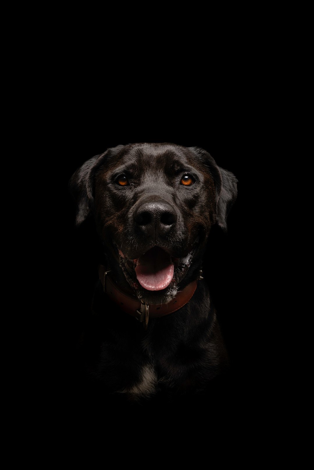 fotografia de perro en bogota
