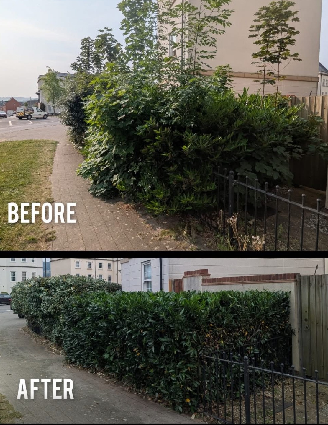 Hedge pruning services in Gloucestershire by Hamilton Tres and Gardeons tree surgeons