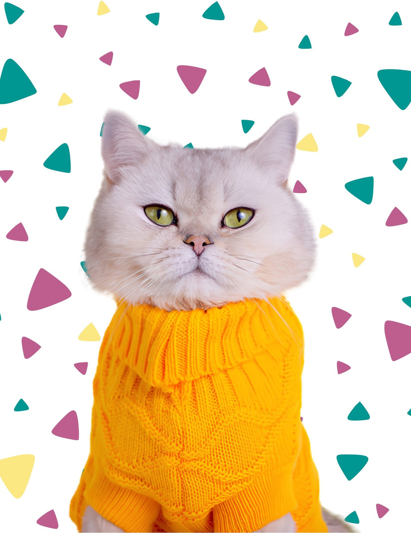 Gato British Shorthair con un suéter tejido amarillo brillante.