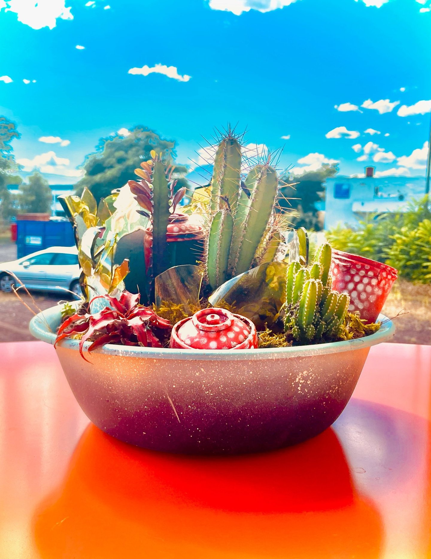 une bassine avec des cactus et des bombes de peinture