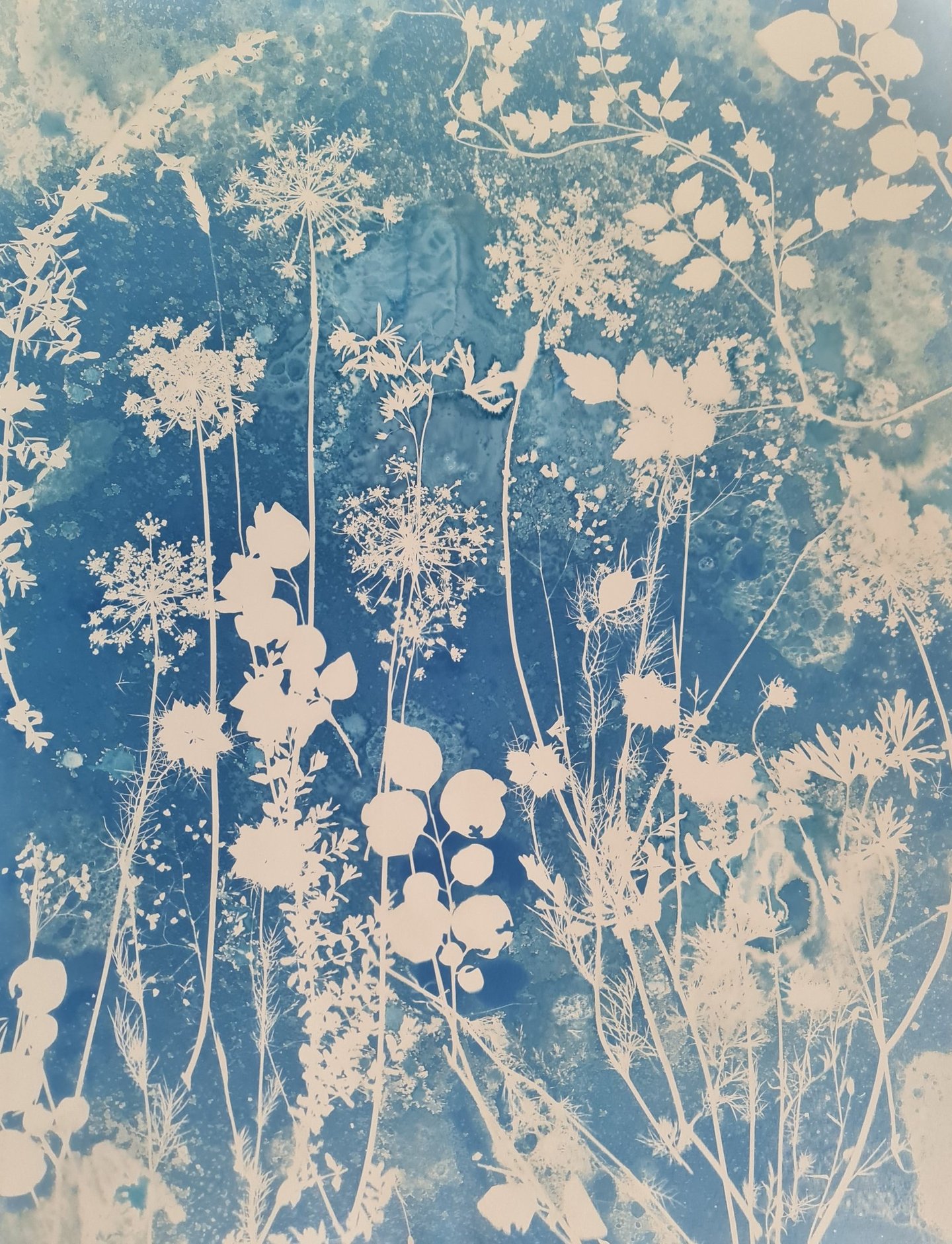 galerie des photogrammes en cyanotype