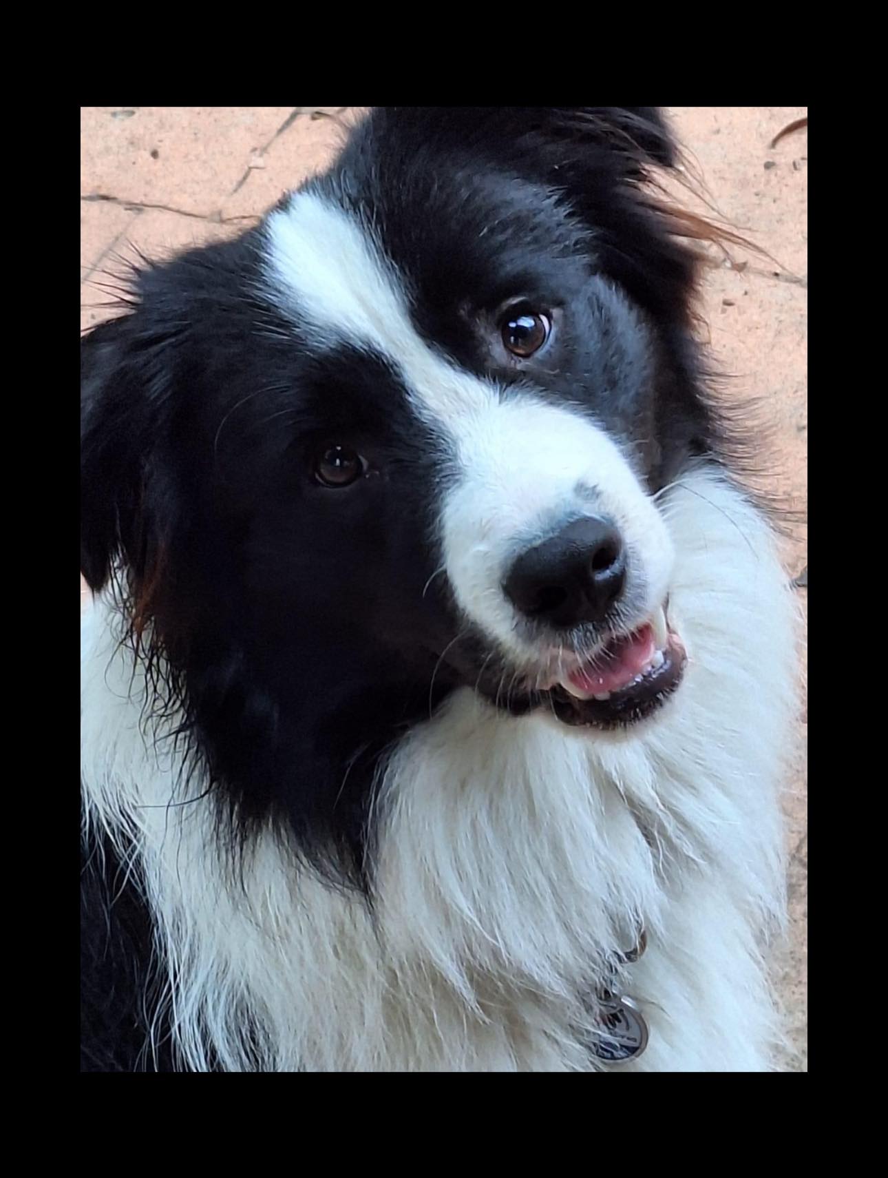 Black and White Stud Dog Border Collie