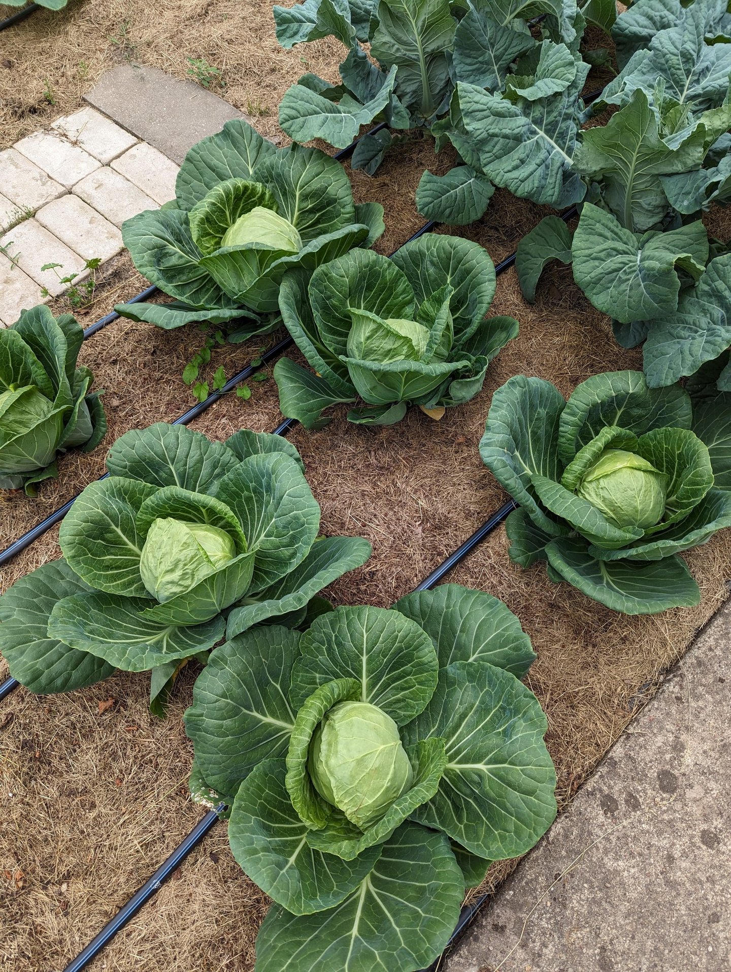 Lašelinis laistymas žemės ūkiui, daržui ar pakeltoms lysvėms