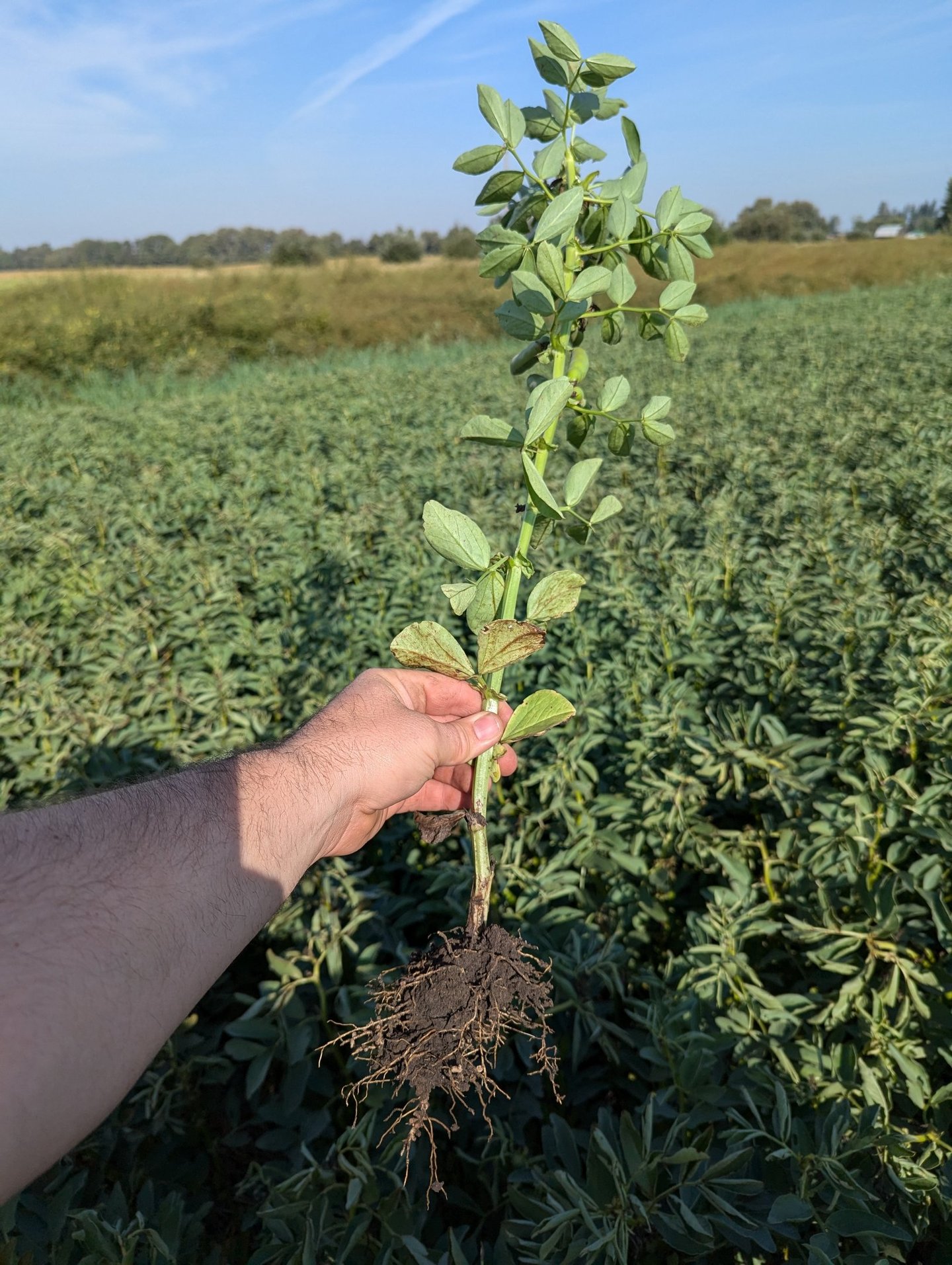image of Faba bean plant roots