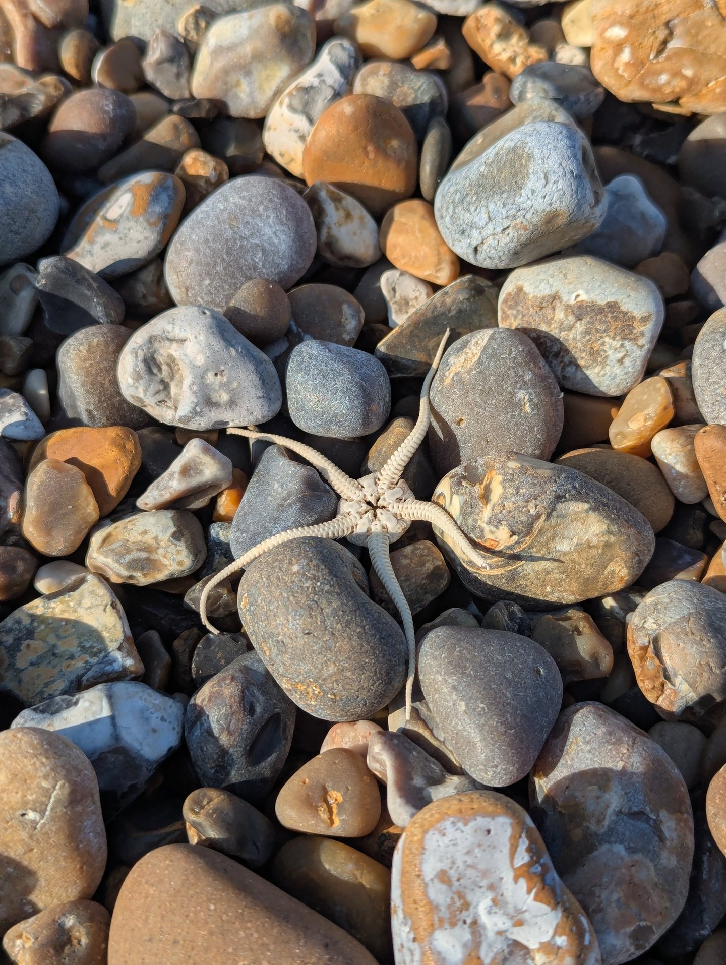 Brittle star starfish, found on the beach in Suffolk, nestling among pebbles of different colours.