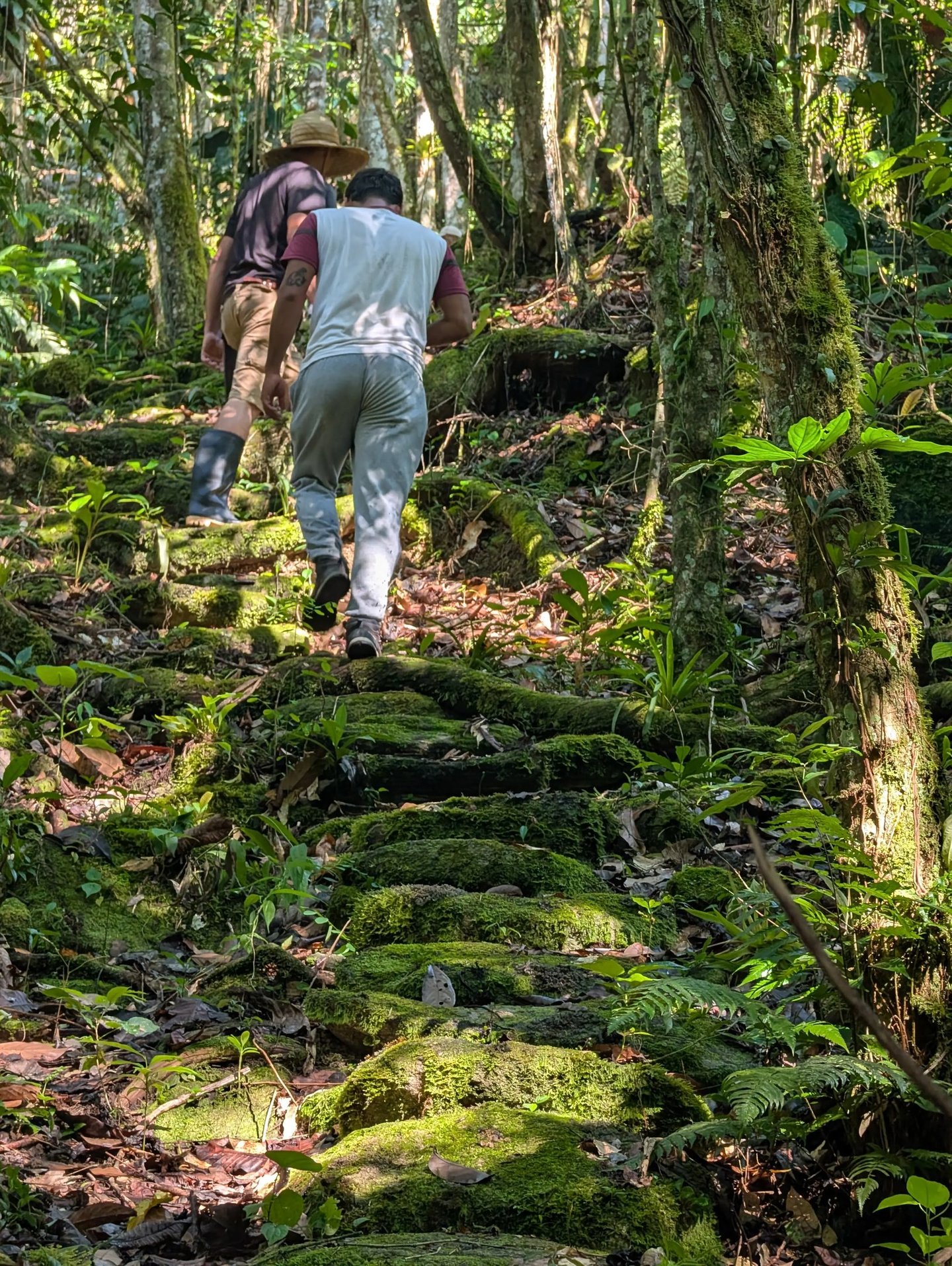 humid forest, giant trees, and tropical vegetation while gradually climbing deeper into the mountains.