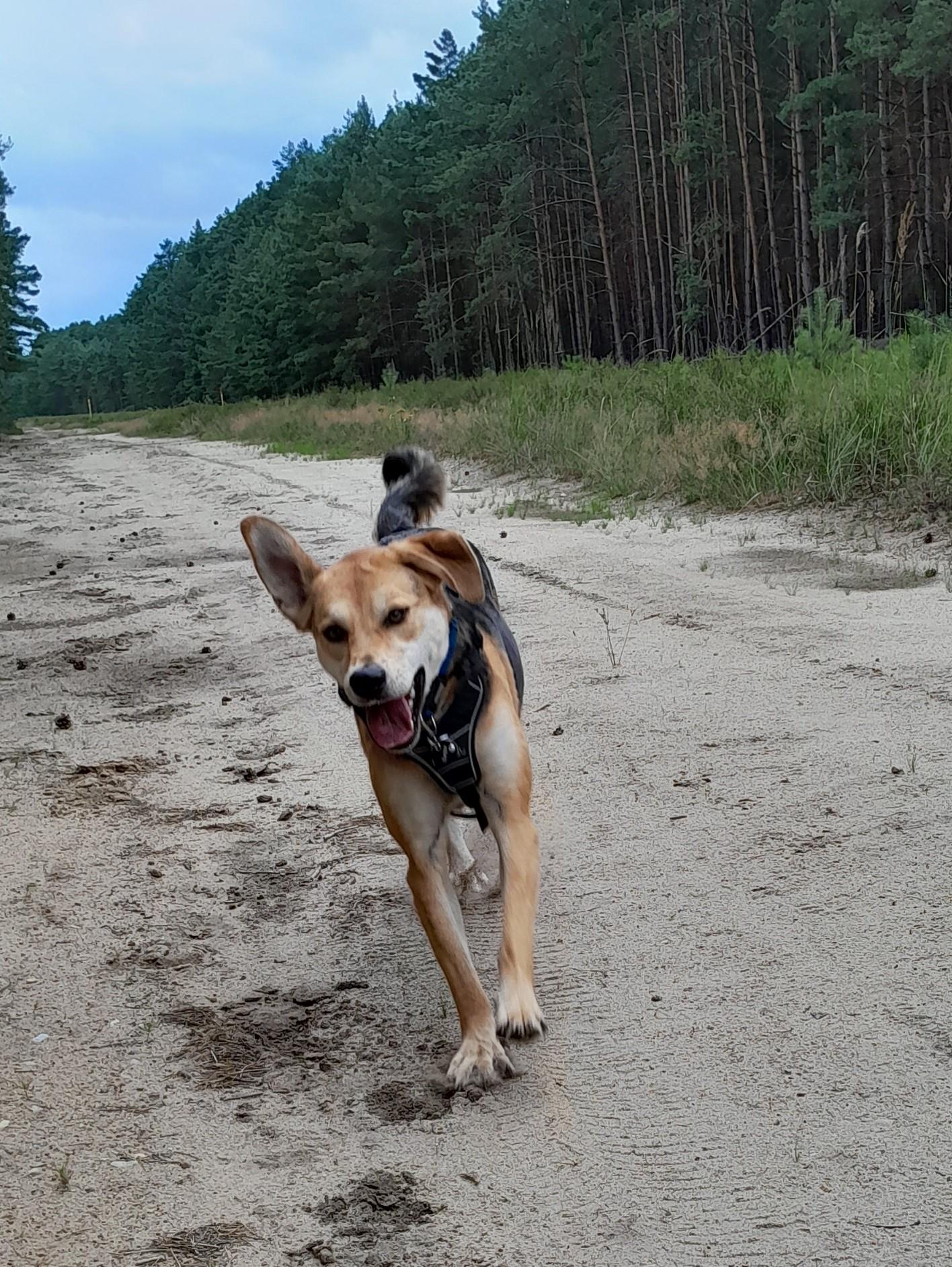 Rückrufkurs Borkheide, Kloster Lehnin, Treuenbrietzen,                   Brandenburg bei Bad Belzig