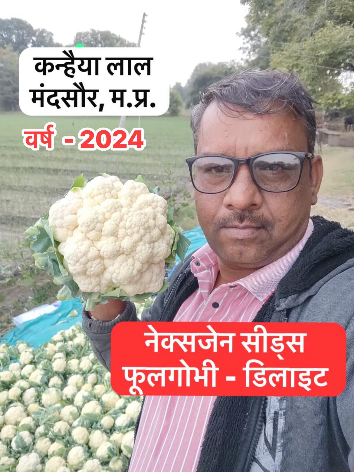A farmer in Mandsaur holding a large white cauliflower from Nexgen Seeds Delight variety in a field.