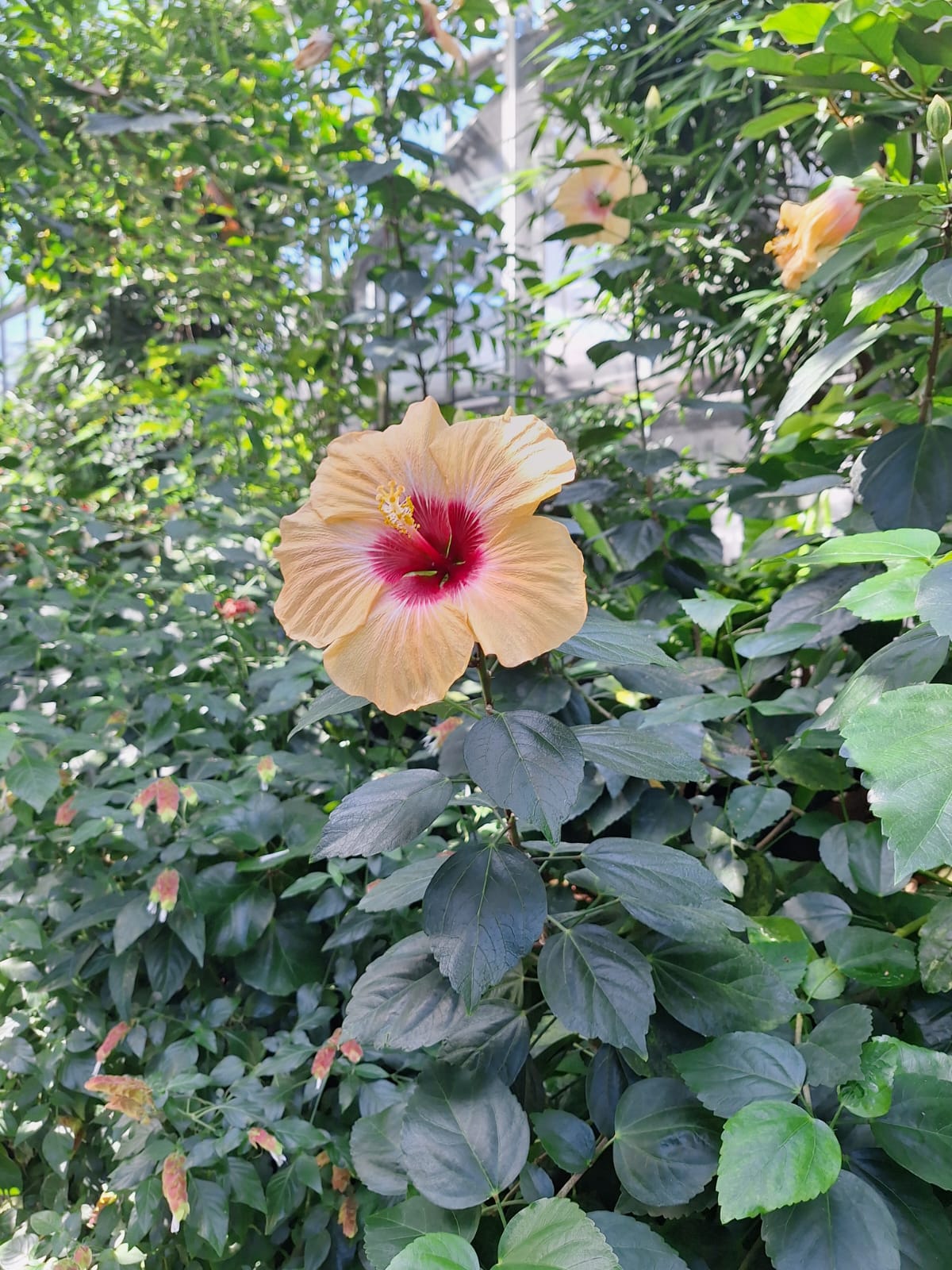 a healthy Hibiscus flower which recived the right care