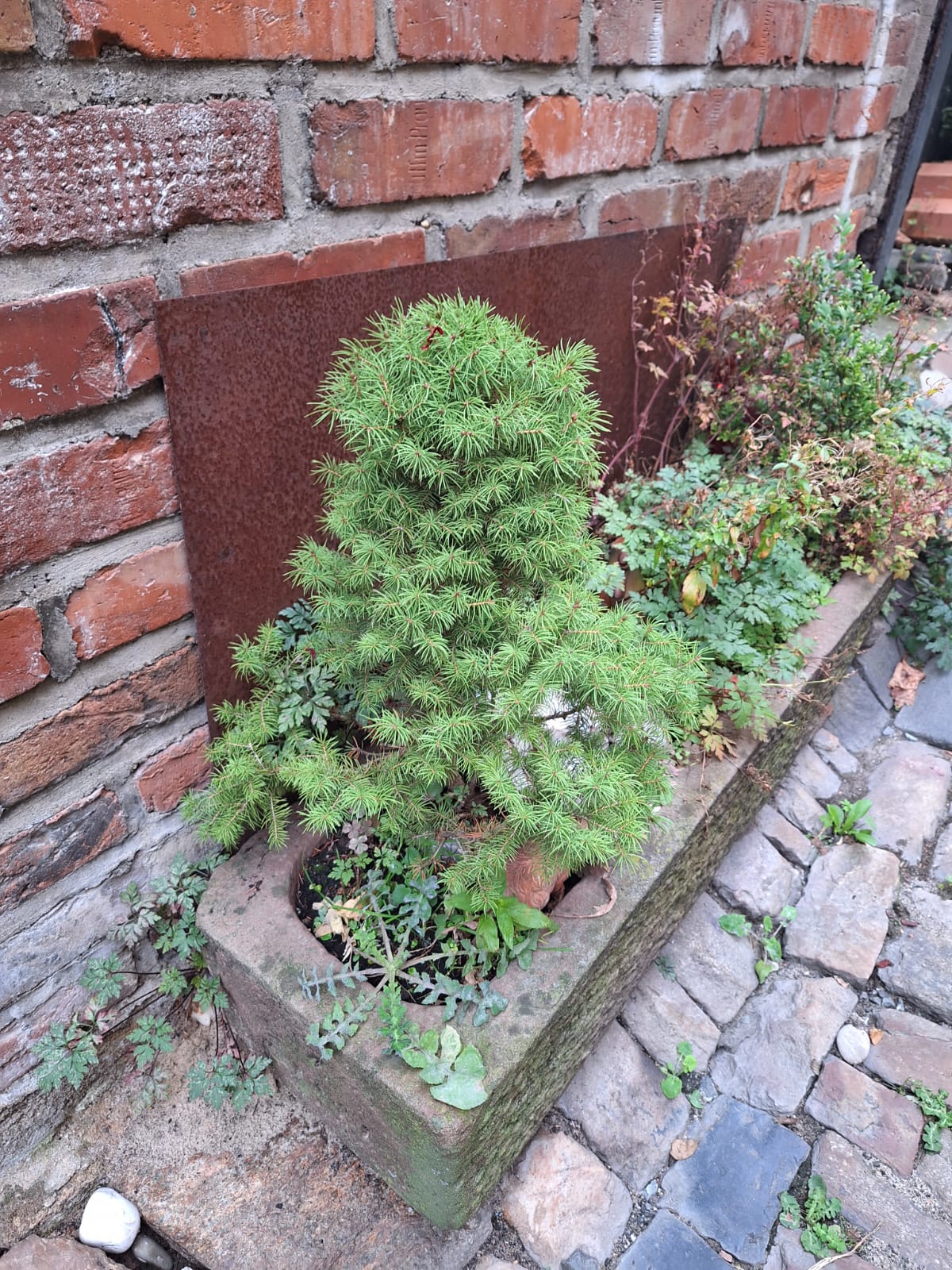 a small evergreen Picea Glauca conifer in a planter