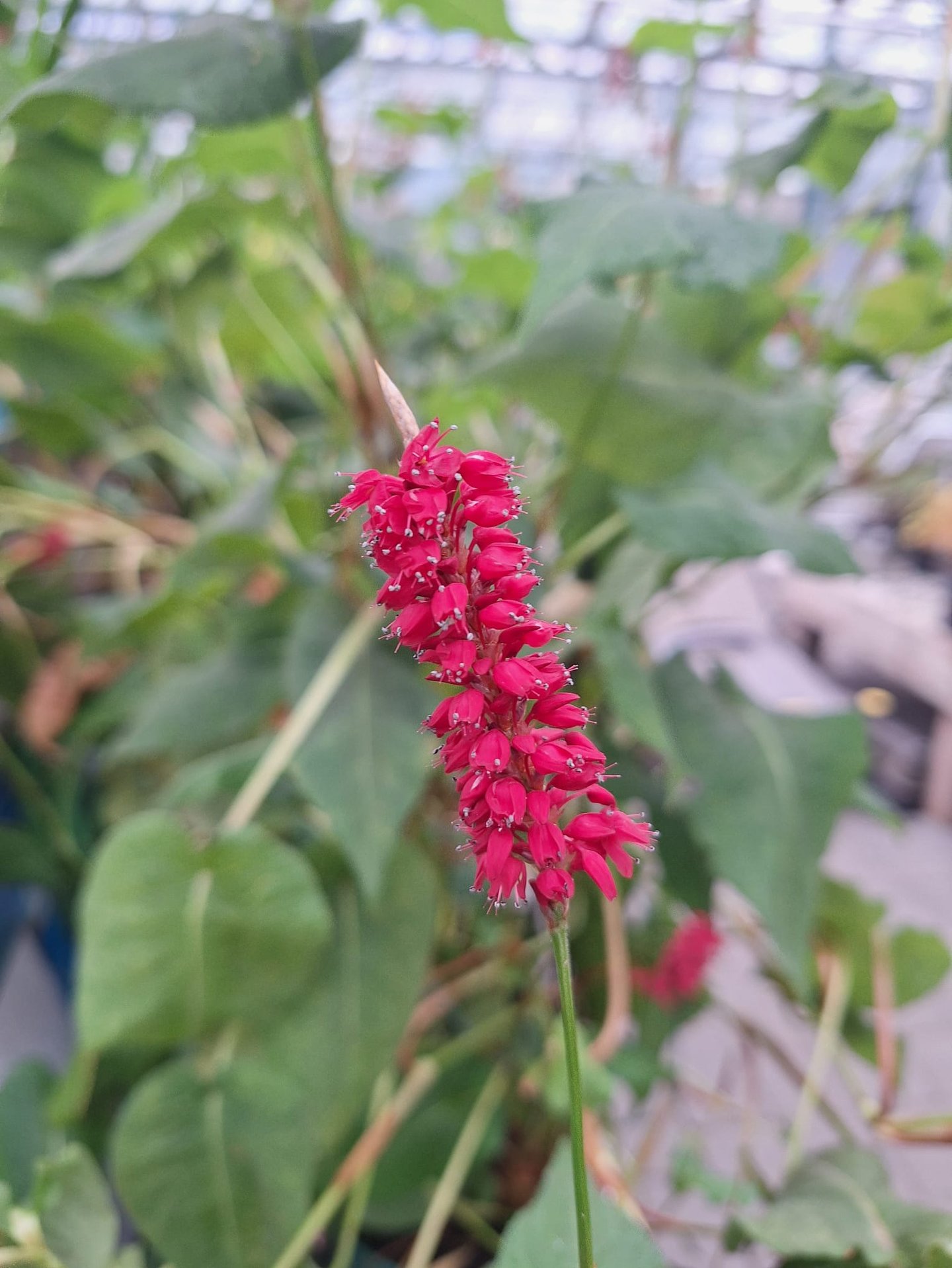 a properly planted annual blooming plant with red flowers