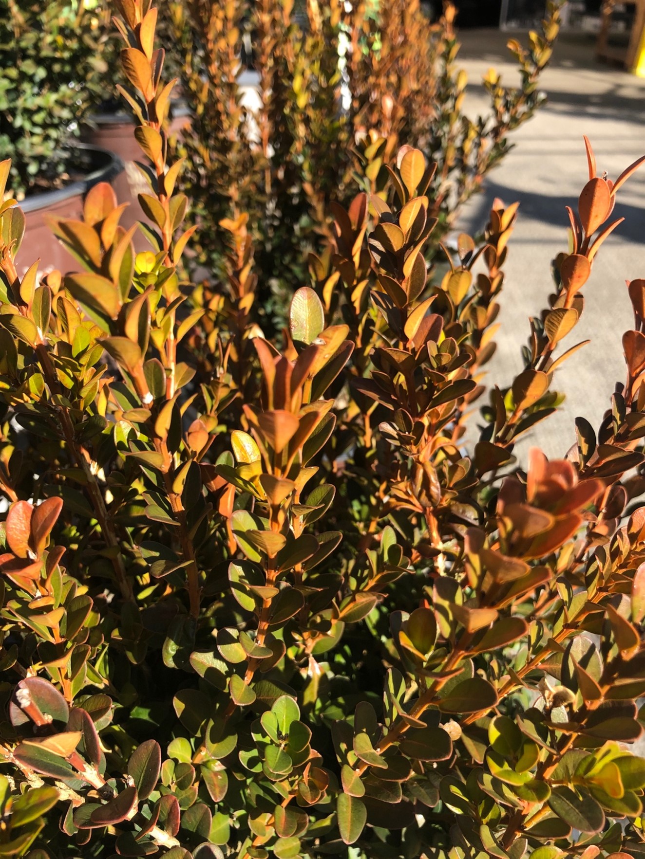 a dead shrub with yellow-brown leaves in full sn