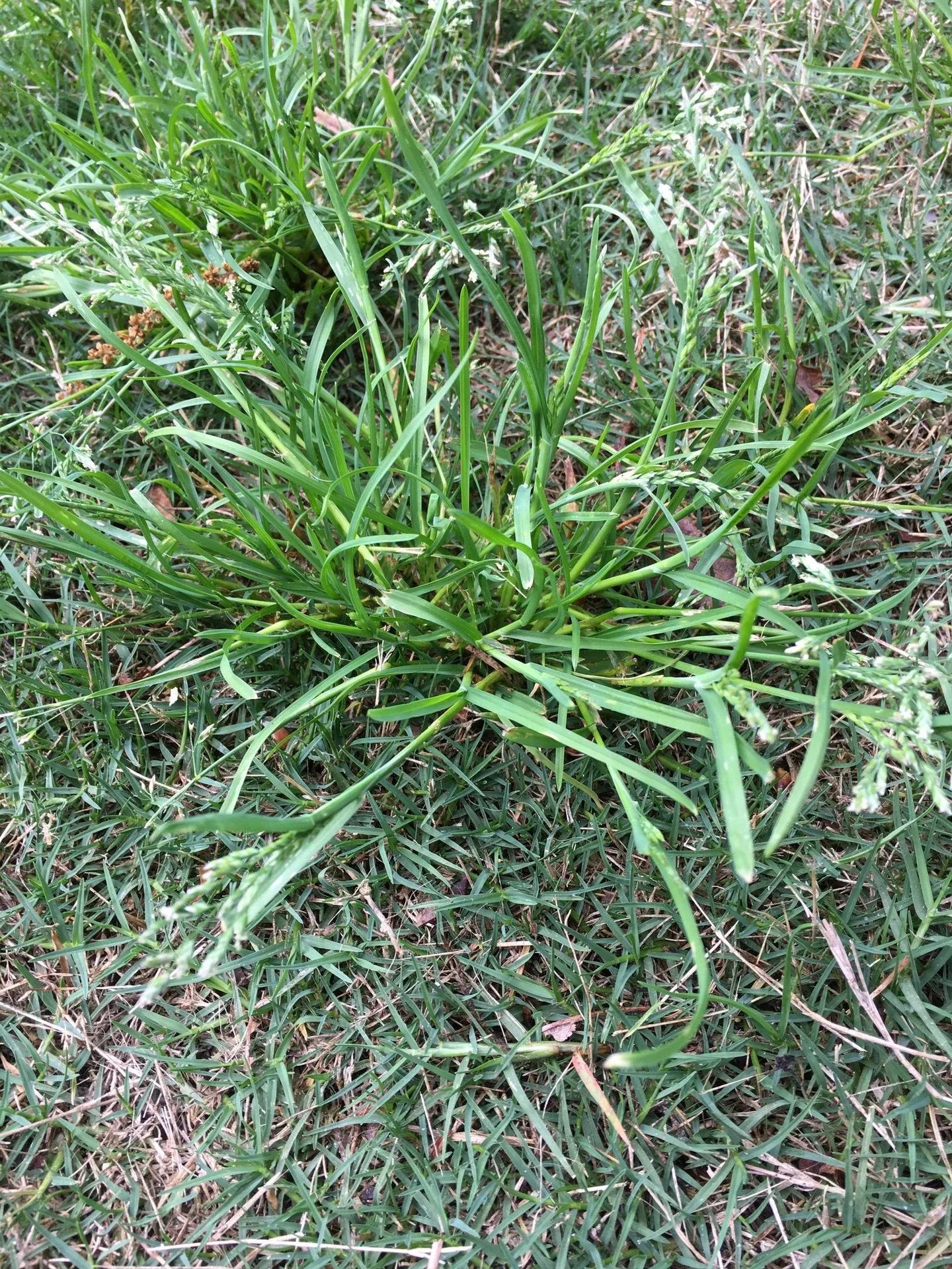 a grassy space with Goosegrass in the middle