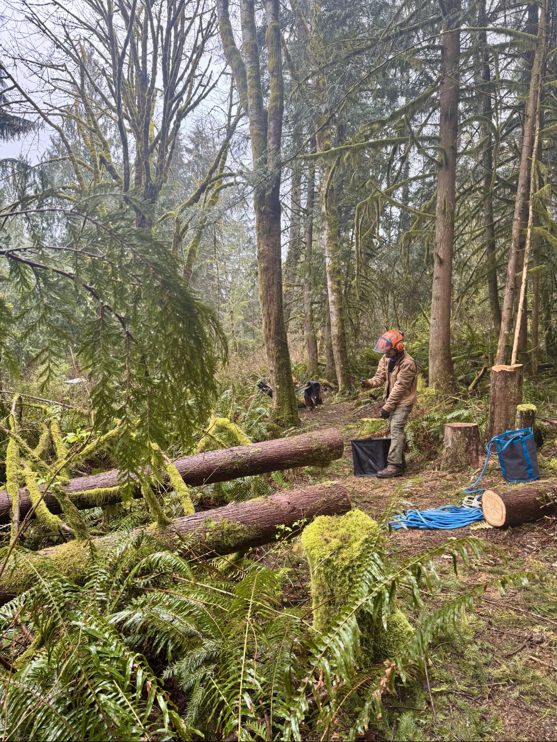 Tree felling in Woodinville Bothell Unincorporated Snohomish County for homeowner in woods backyard