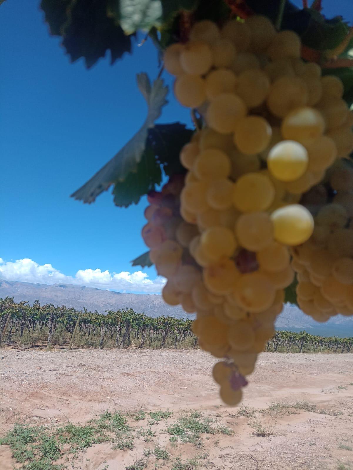 bunch of whit grapes hanging with a vineyard as the backdrop