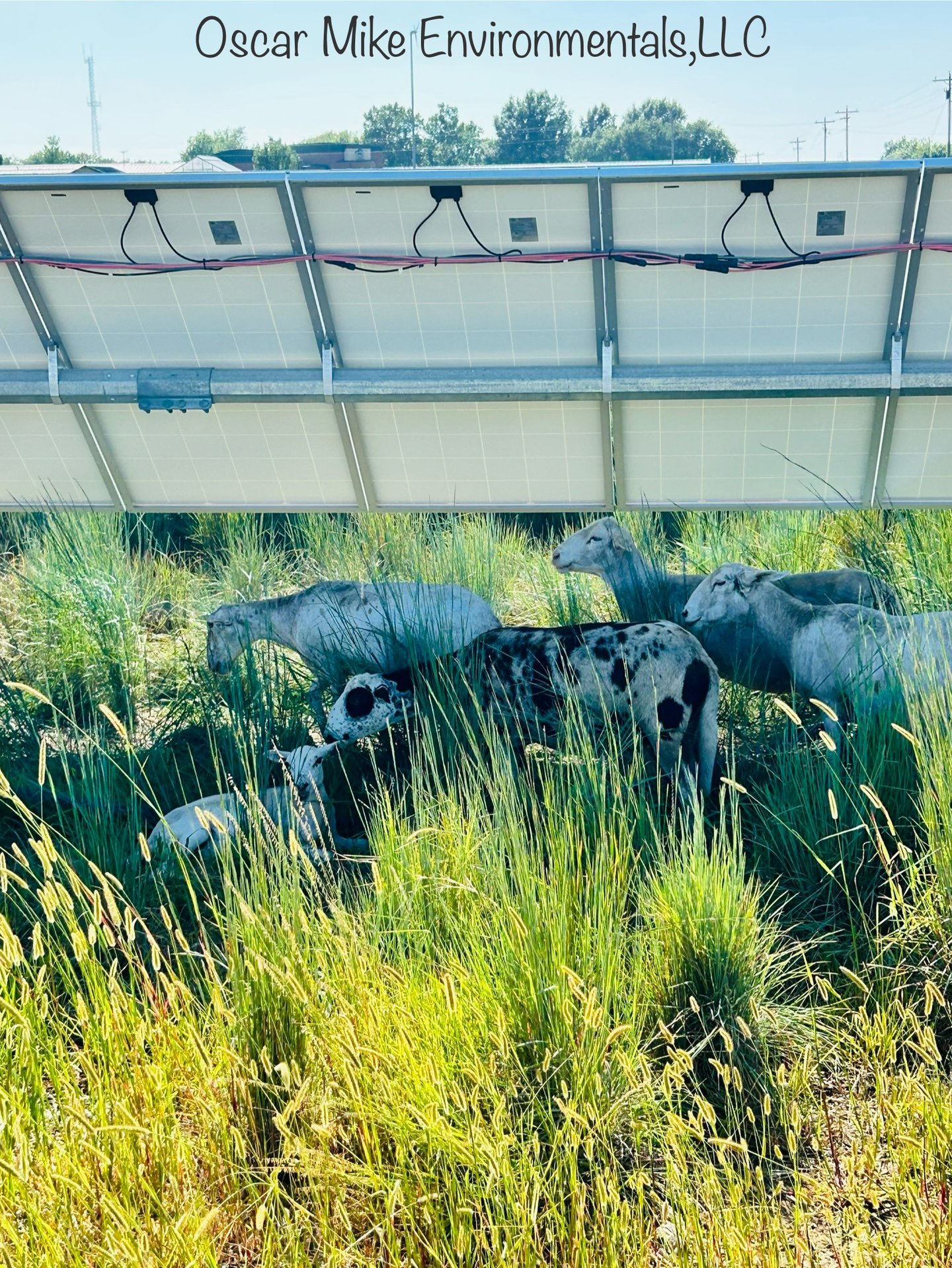 sheep grazing in the grass under a solar panel