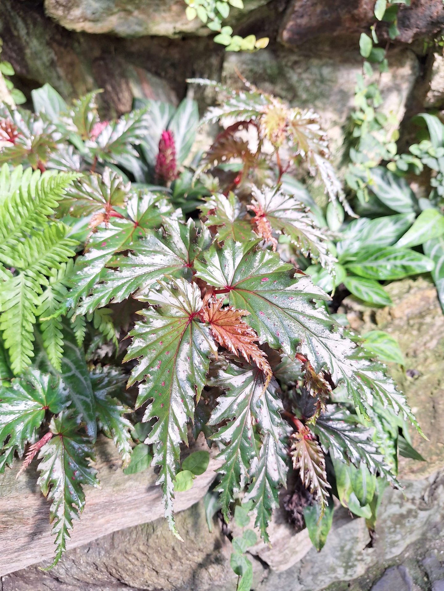 a leafy garden plant thriving in humid condition