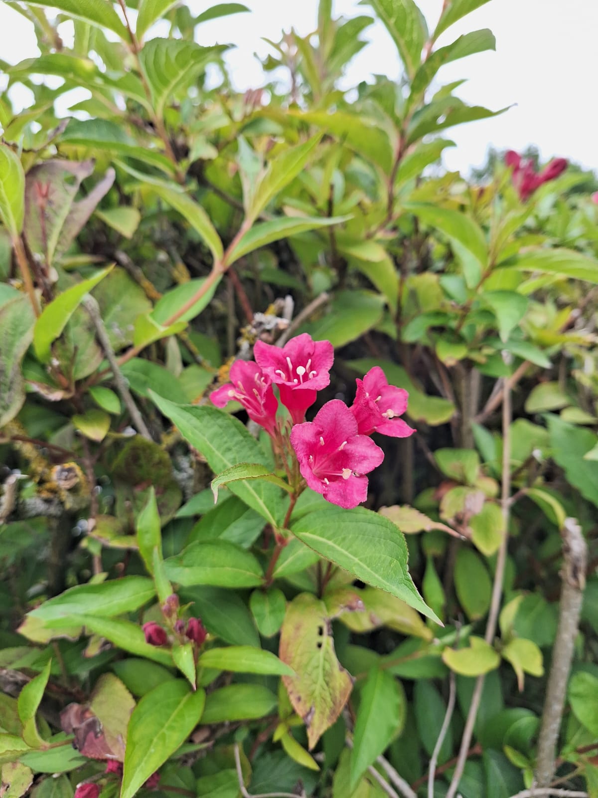 four bell shaped pink flowers on a bush