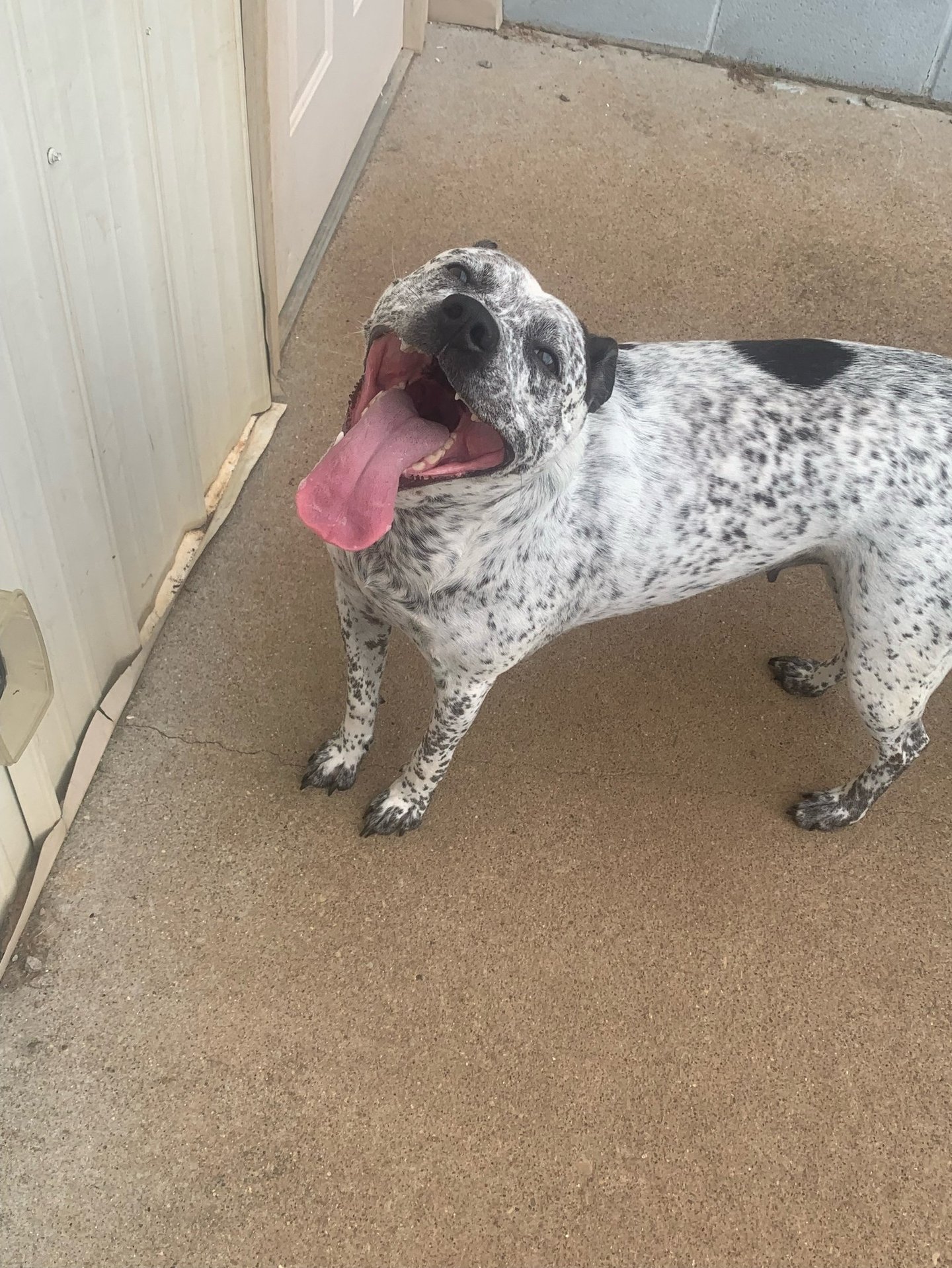 heeler