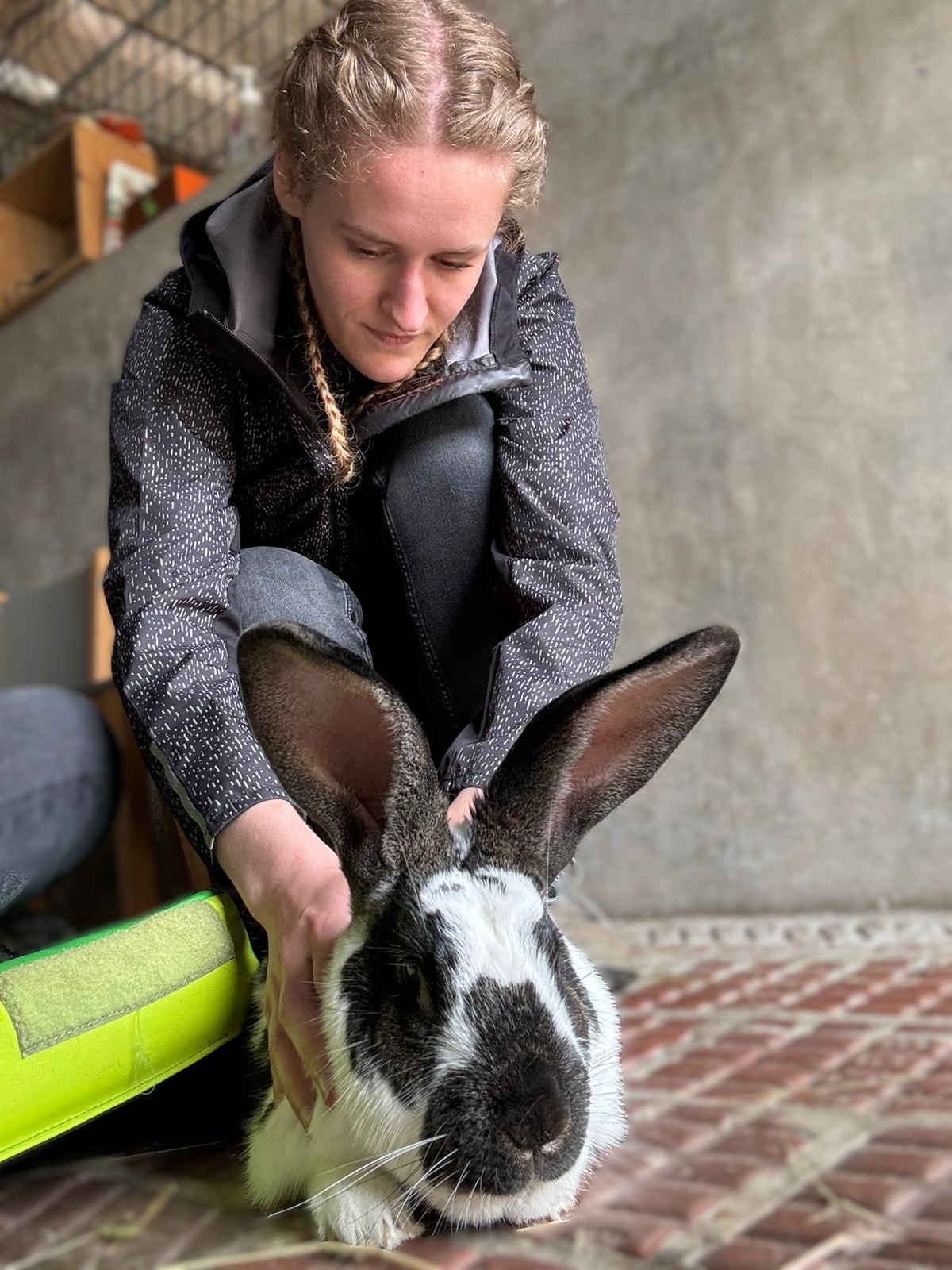 Ostéopathie animale, séance pour un lapin