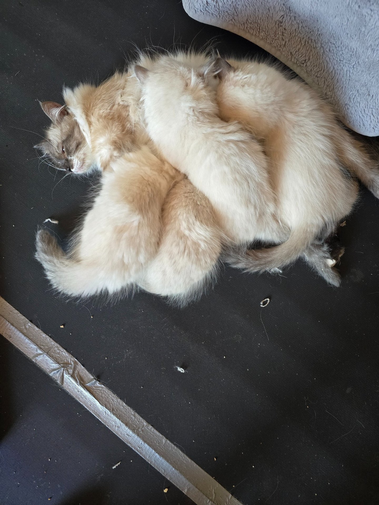 Color Point Siberian kittens and momma