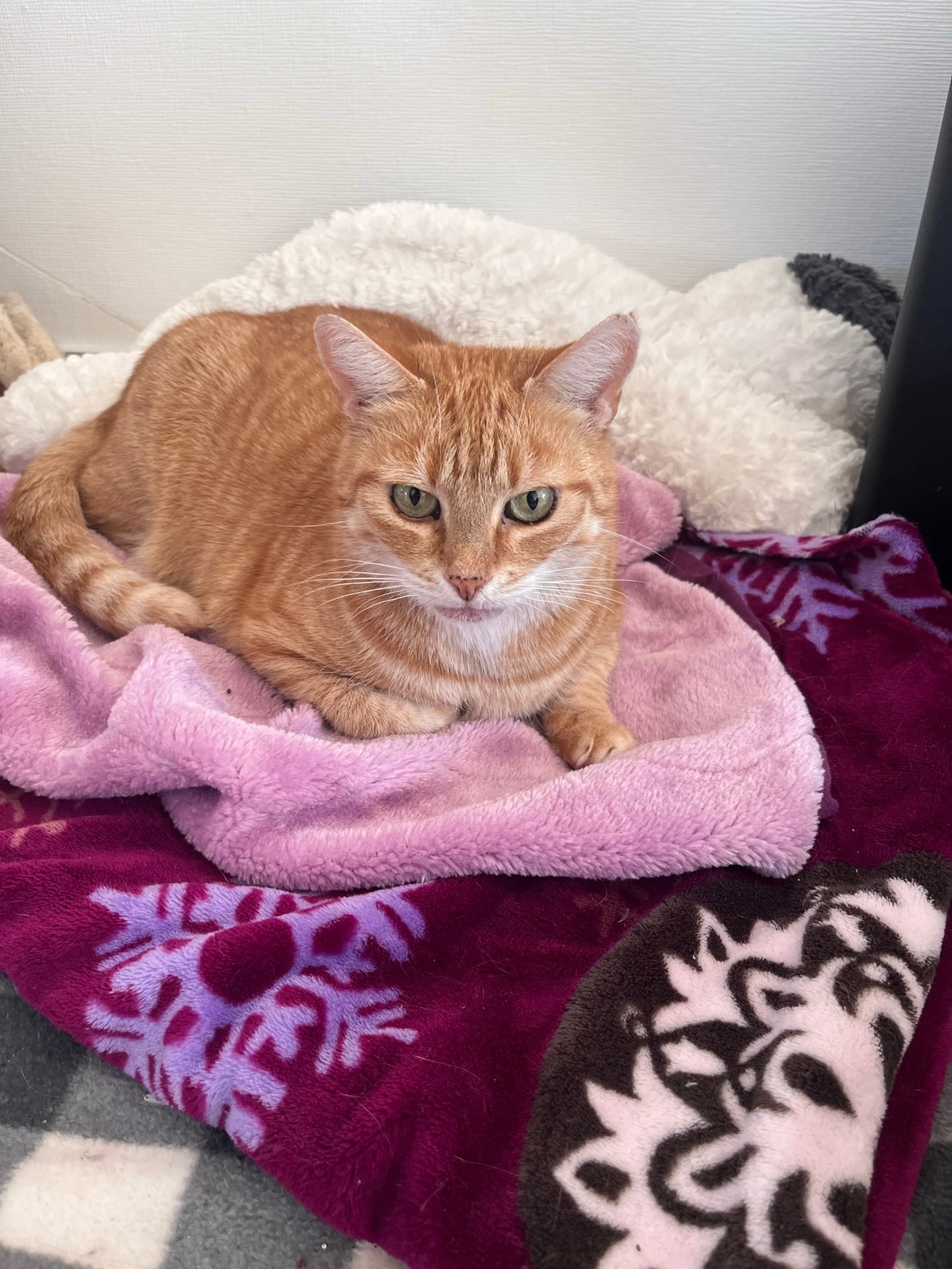 eine rote Katze, die auf einer kuscheligen Decke liegt