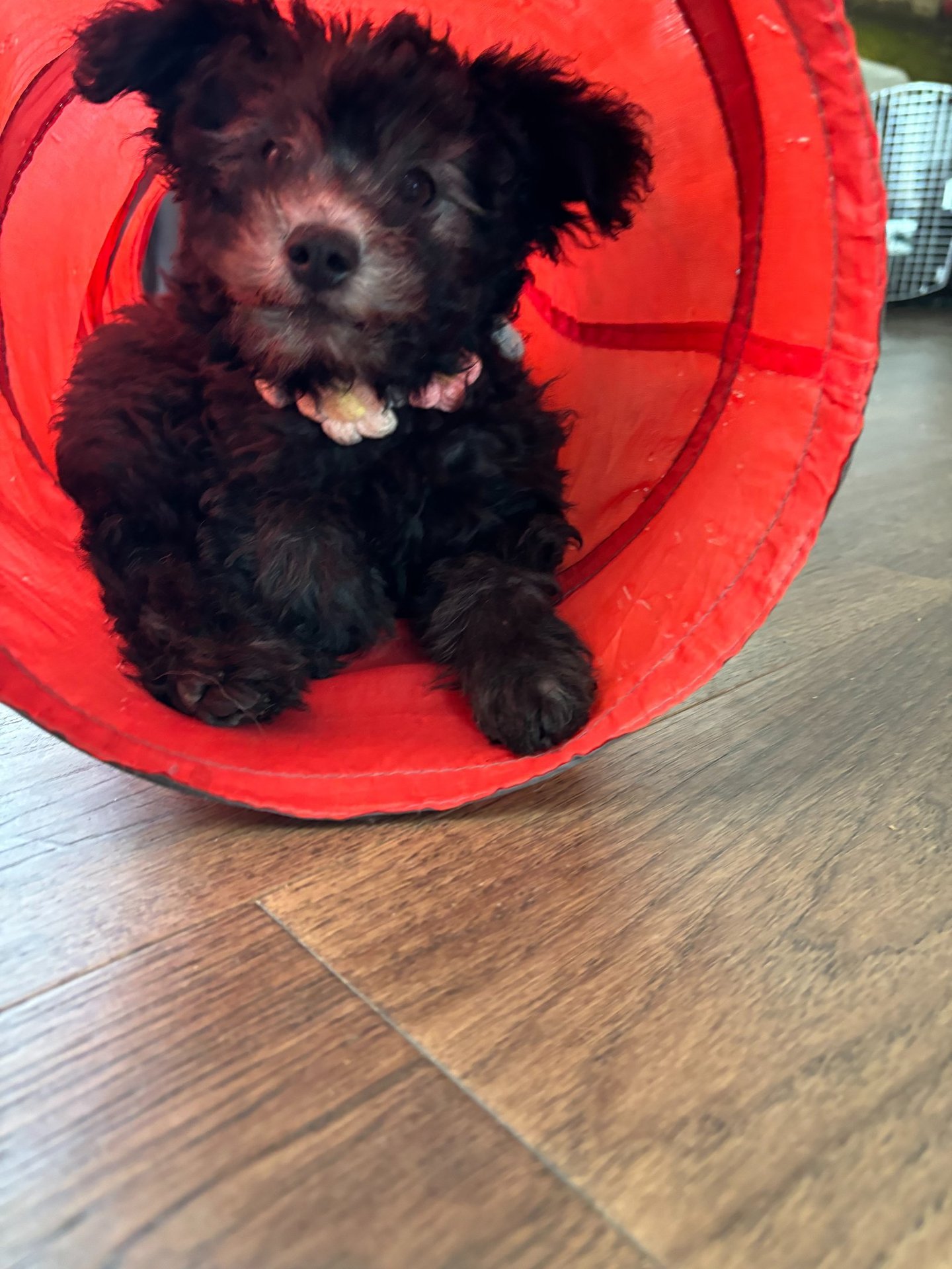 Hungarian Pumi puppy plays in a tunnel during enrichment activities at Szabo Kennel
