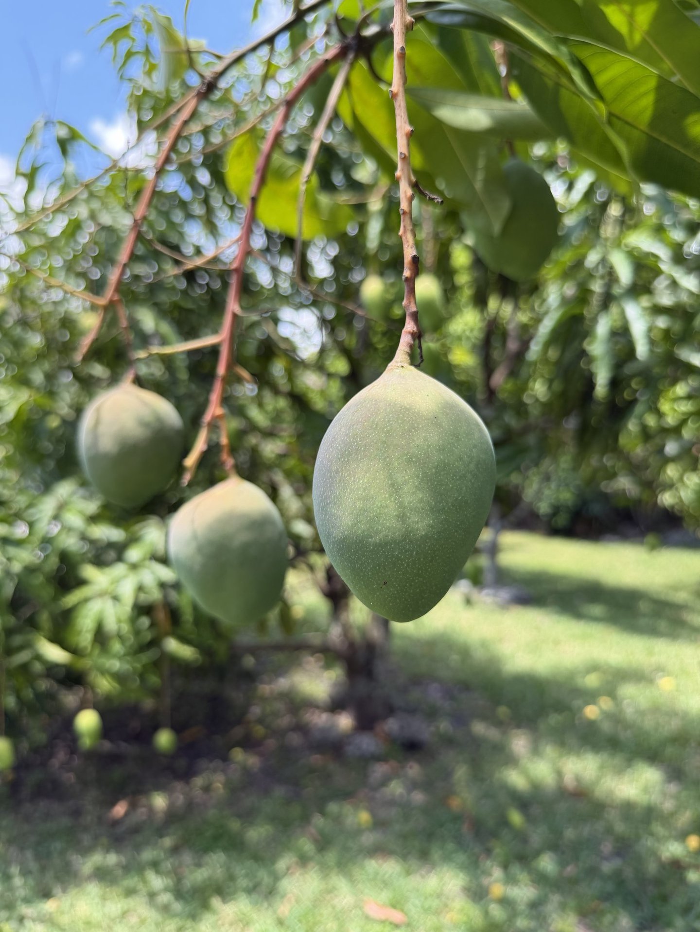 Young, developing 'M-4' mangoes hanging from a tropical tree branch in sunny Luro Grove.