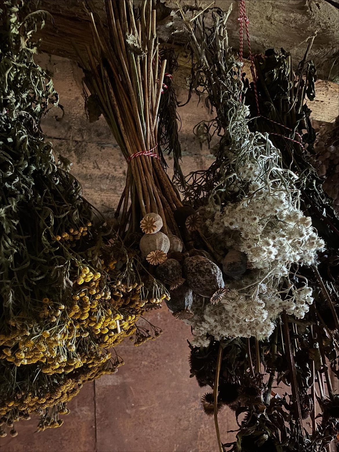 Žali akcentai - džiovintų augalų dekoracijos namams