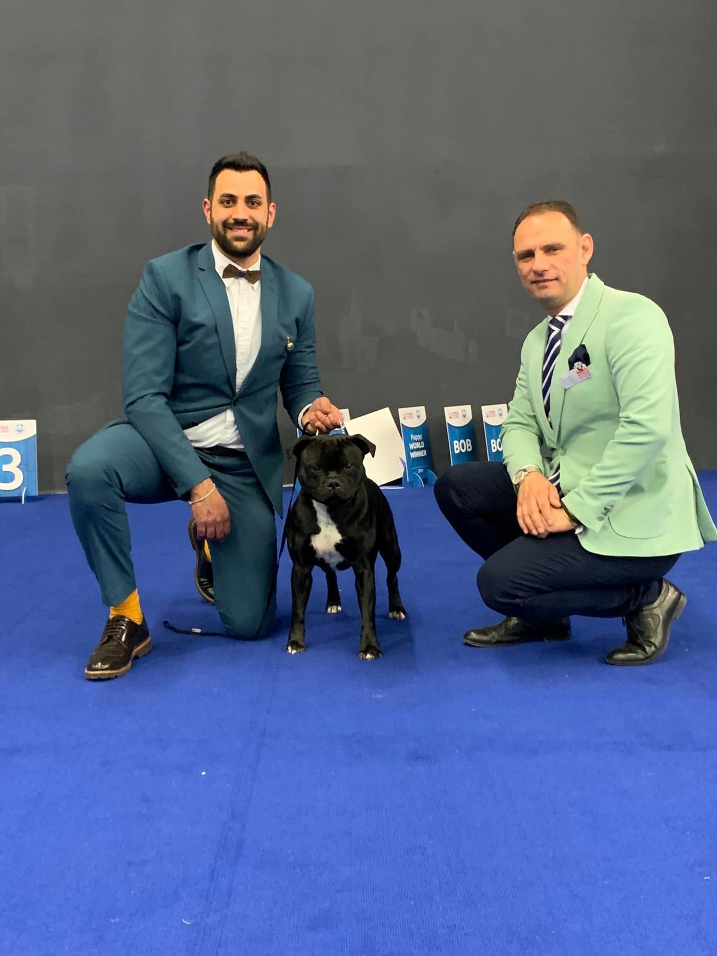 Hugo Grecalestaffs 1° Eccellente Classe Libera e CAC World Dog Show 2024 Zagabria.