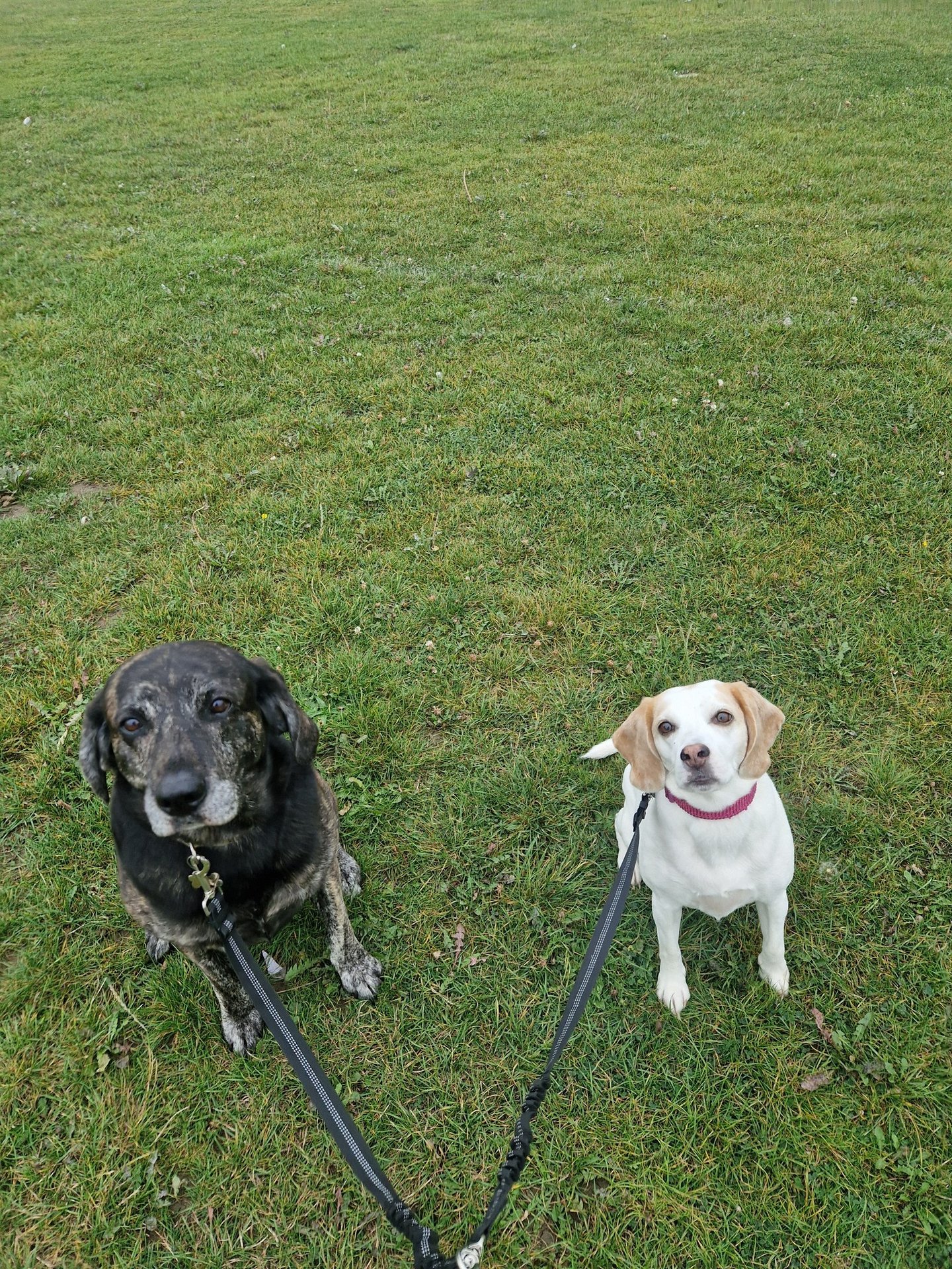 dog walker