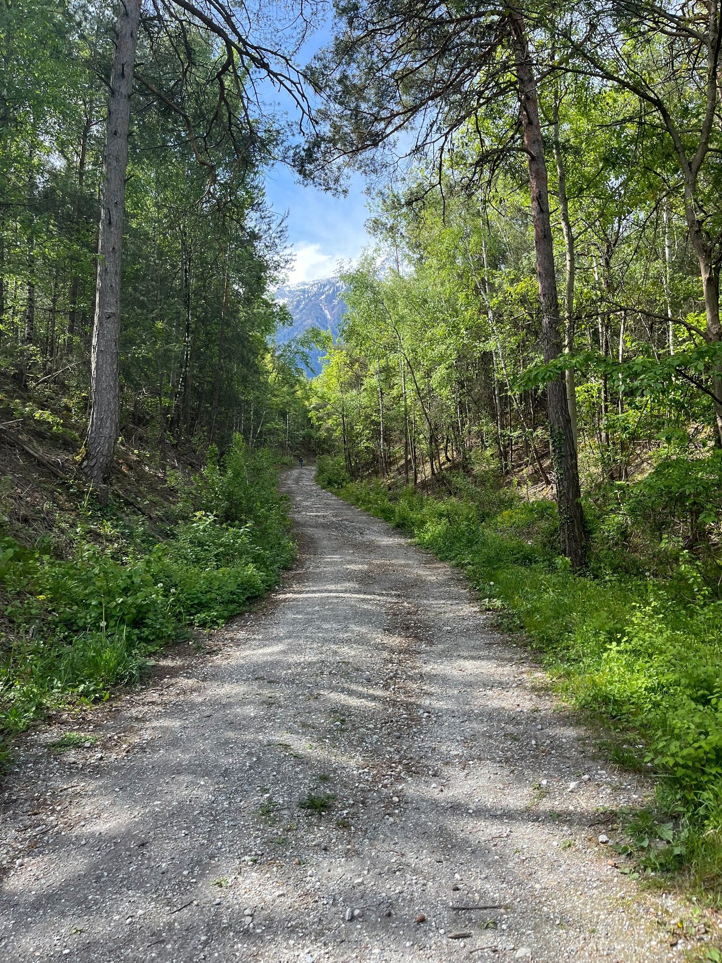 Scotts pine in Switzerland's Pfynwald Forest