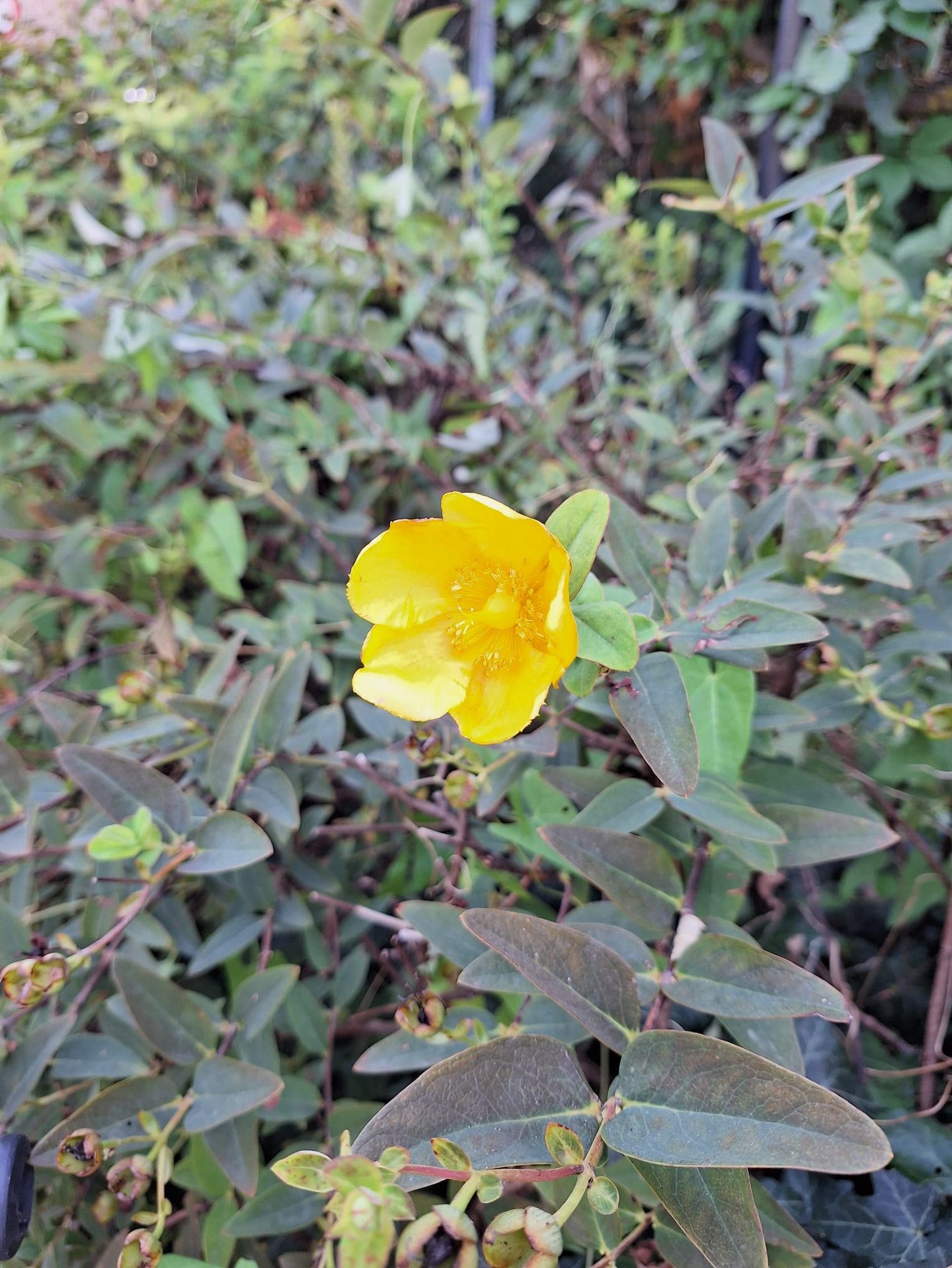 a flower at the end of a stem