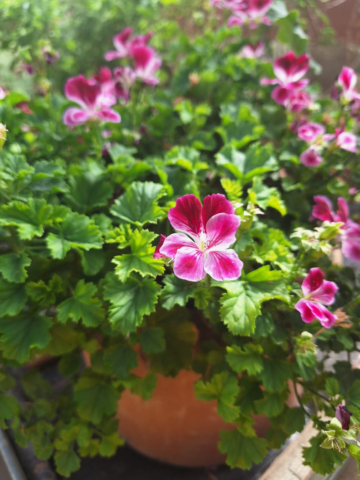 a flowering shrub planted in a planter