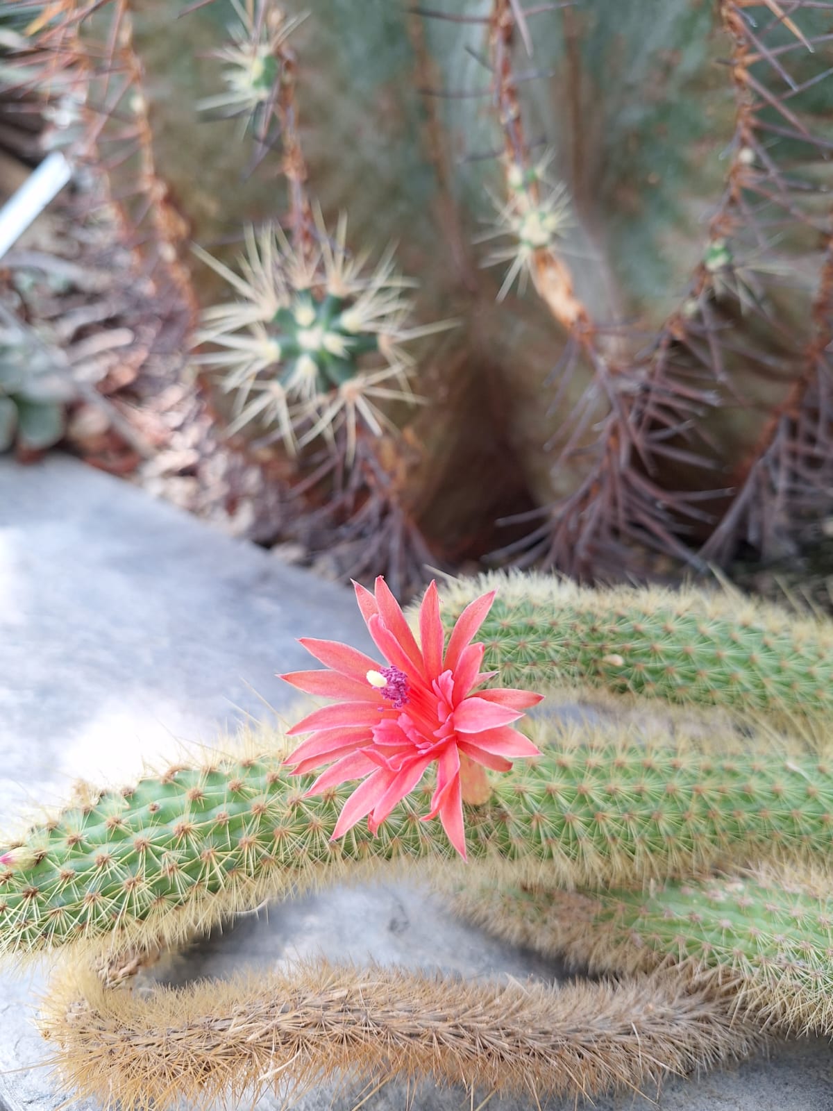 a flowering indoor Rat Tail Cactus