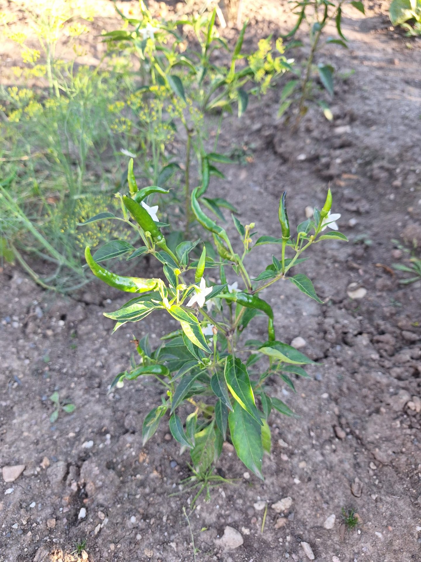 a Pepper plant with multiple green Peppers