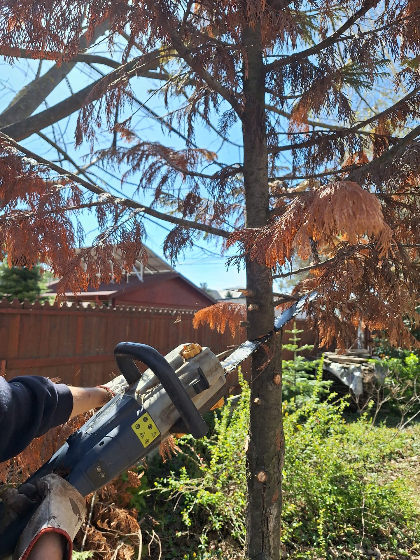 a specialist cutting down a tree in our growing lab