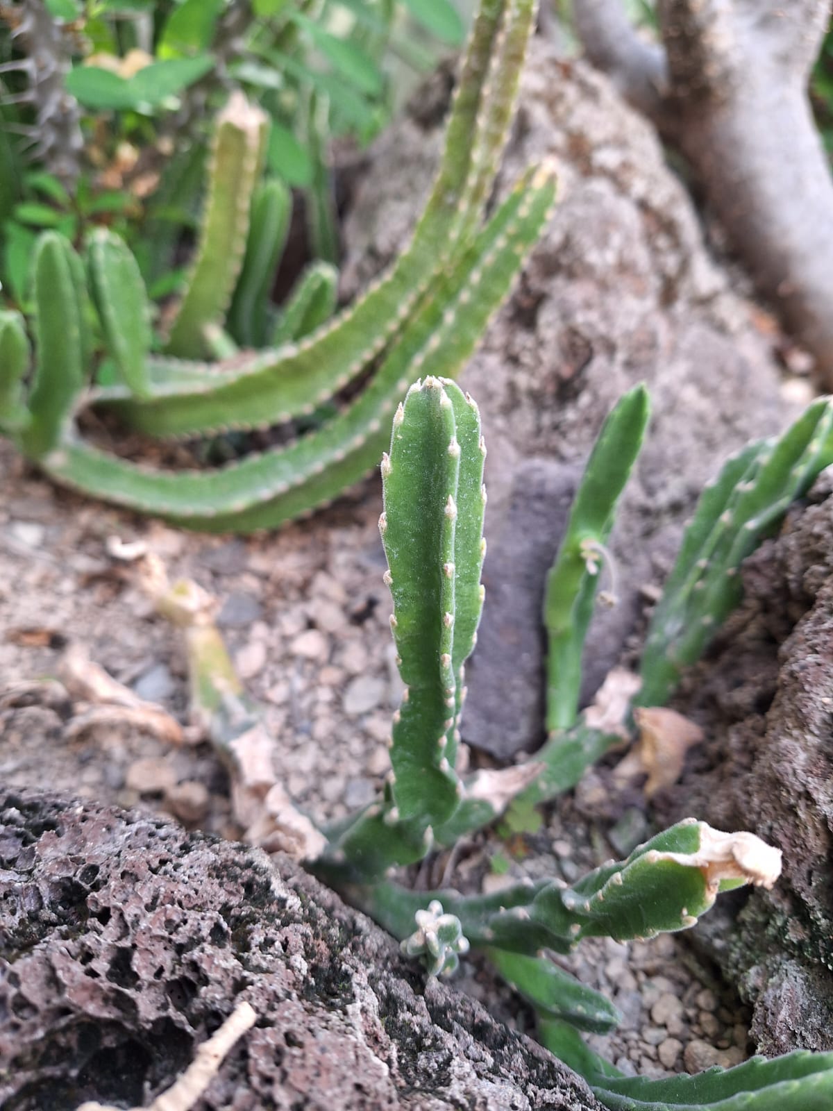 a small succulent cactus with on spines