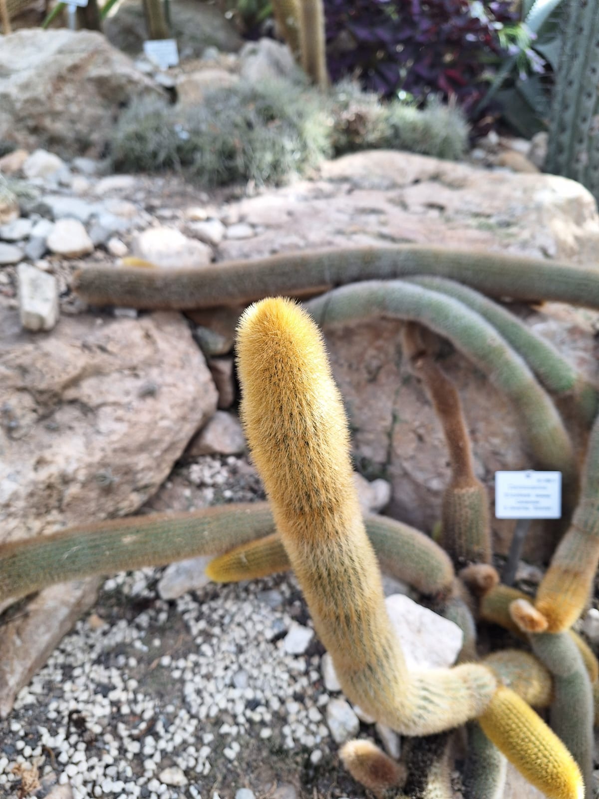 a long cactus with yellow spines called Golden Torch