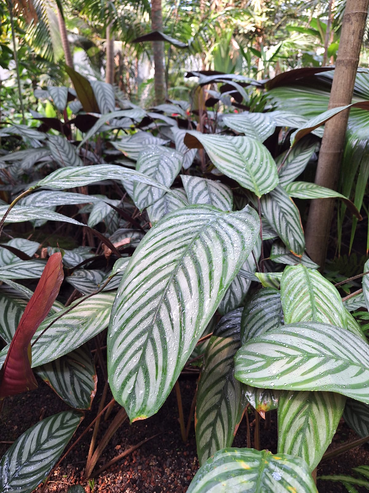 a plant with very big white-green leaves