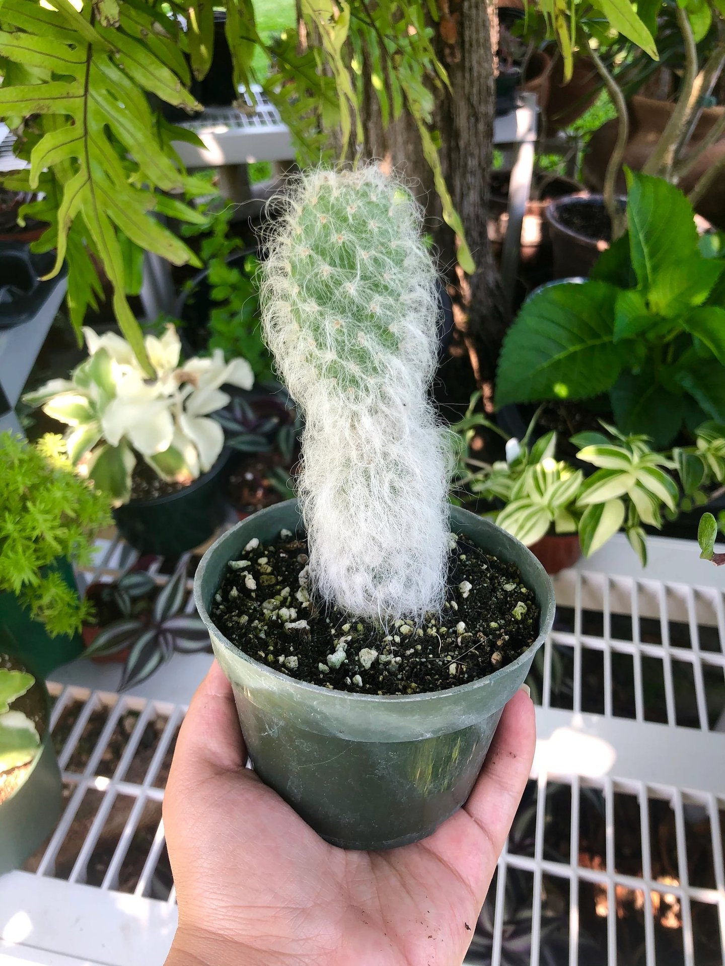 one Old Man Cactus with other indoor plants