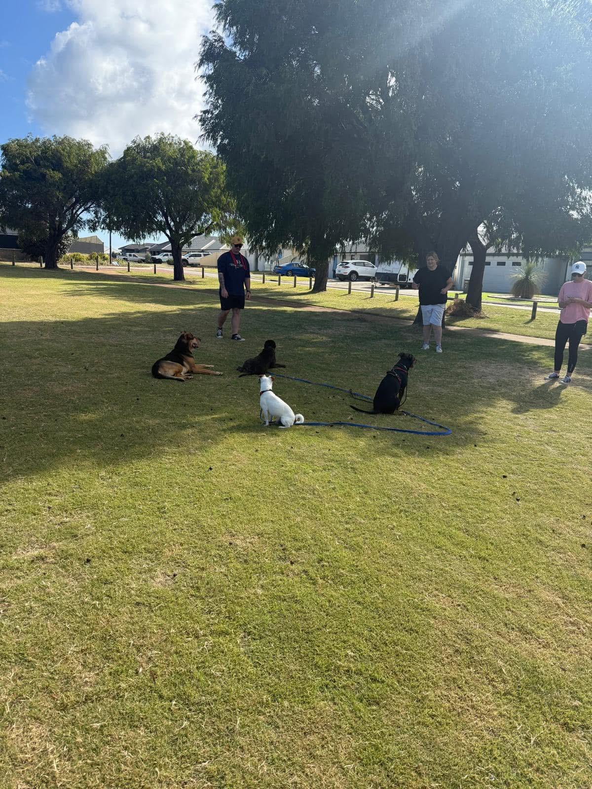 group dog training at the park