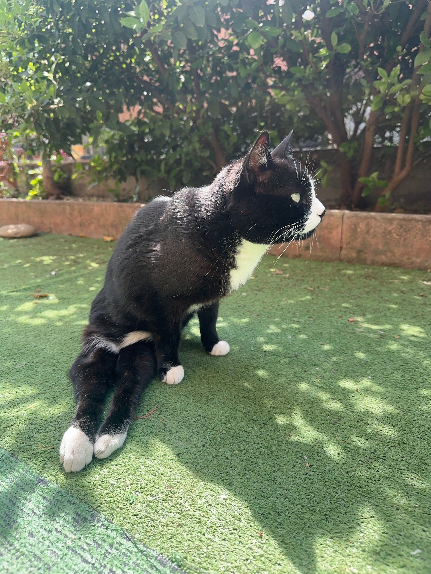 gatto disabile
