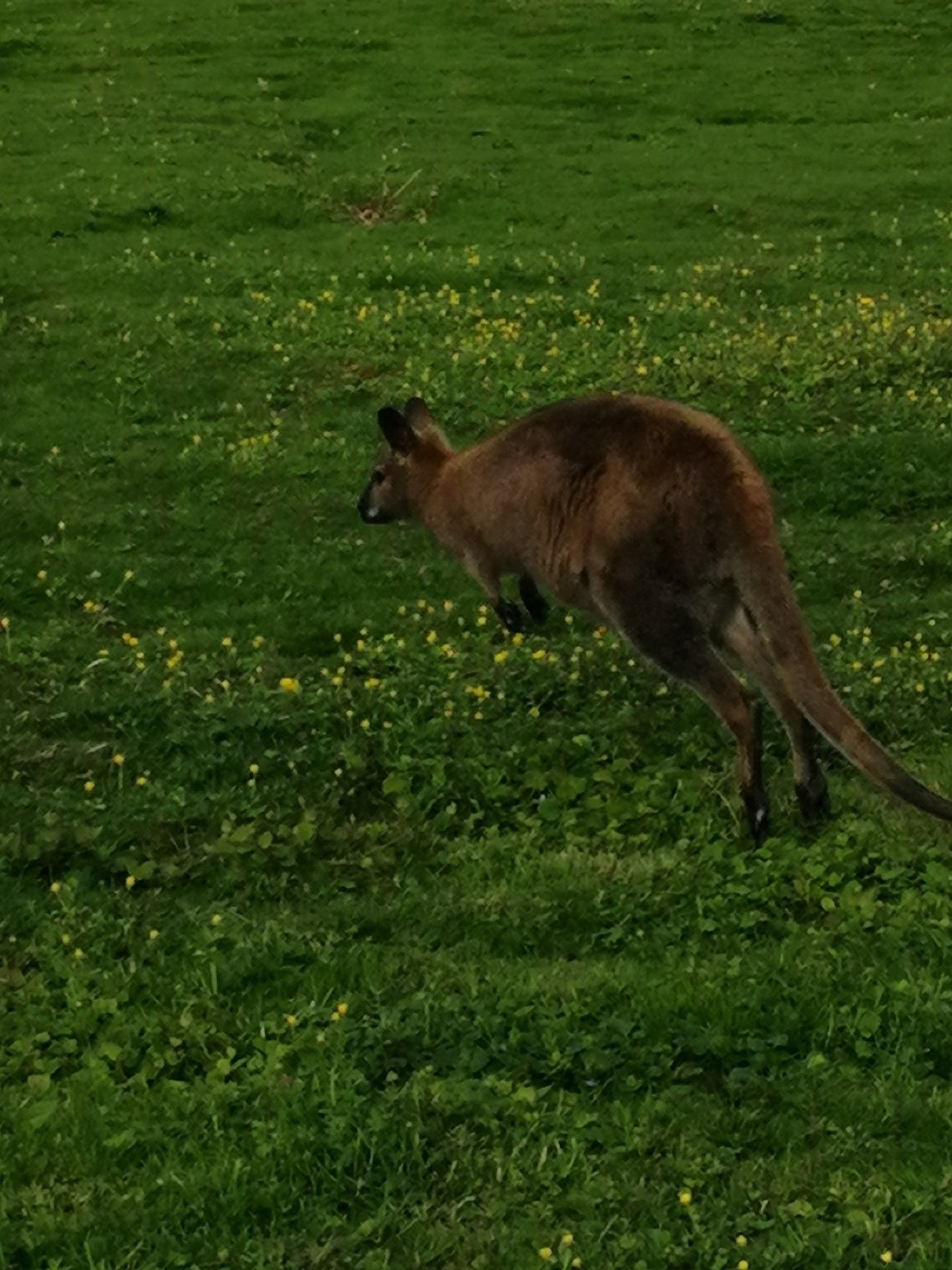 Acheter une wallaby de Bennett
