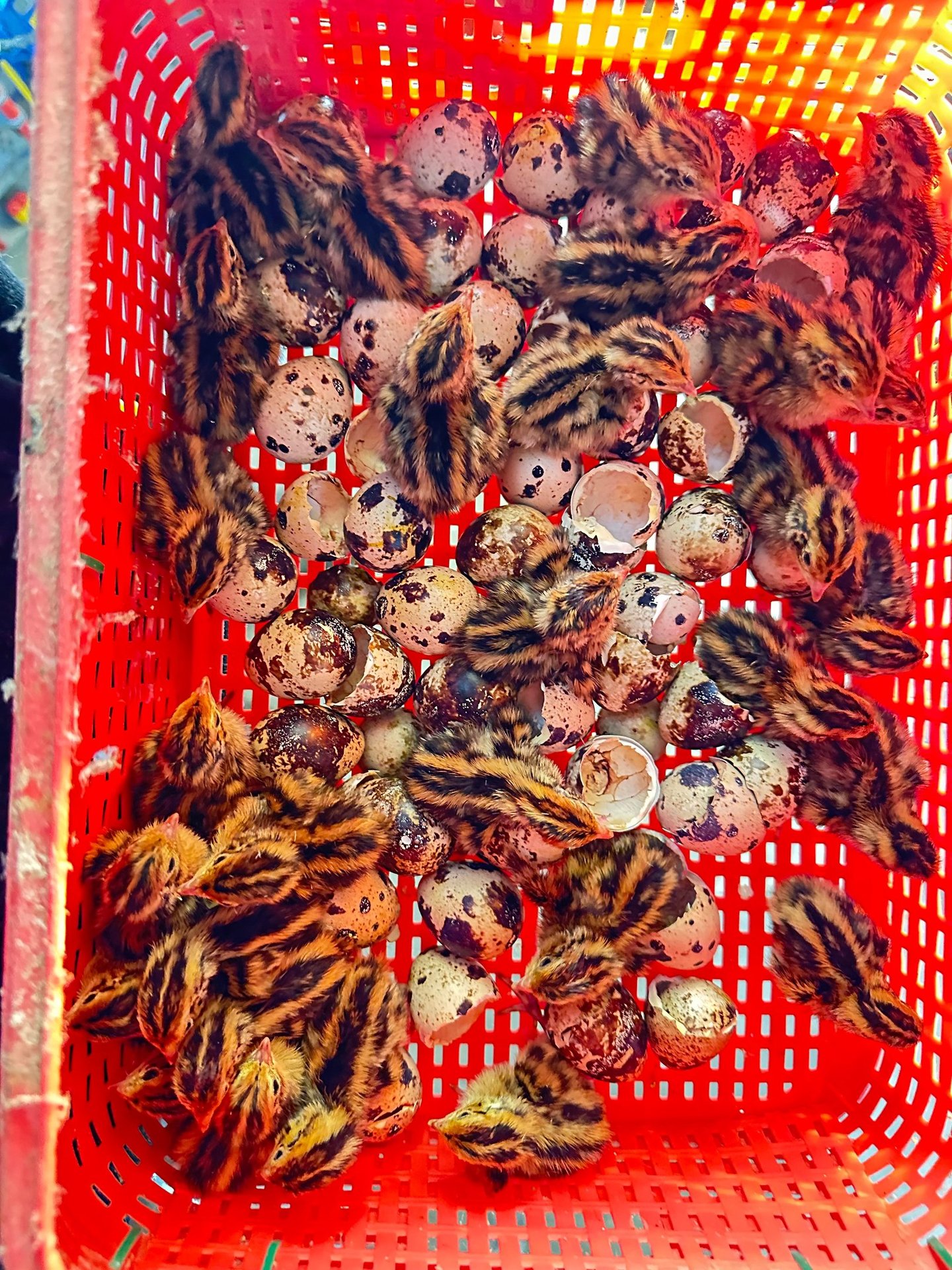 Jumbo Coturnix Quail Chicks hatched on Rose Ranch TN.