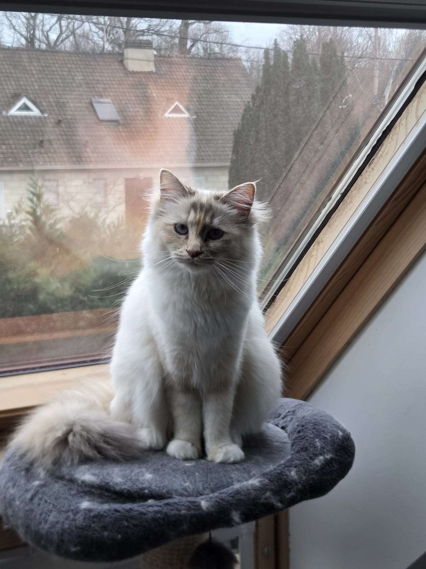 Yuki - Sacré de Birmanie Blue Tortie Tabby Point