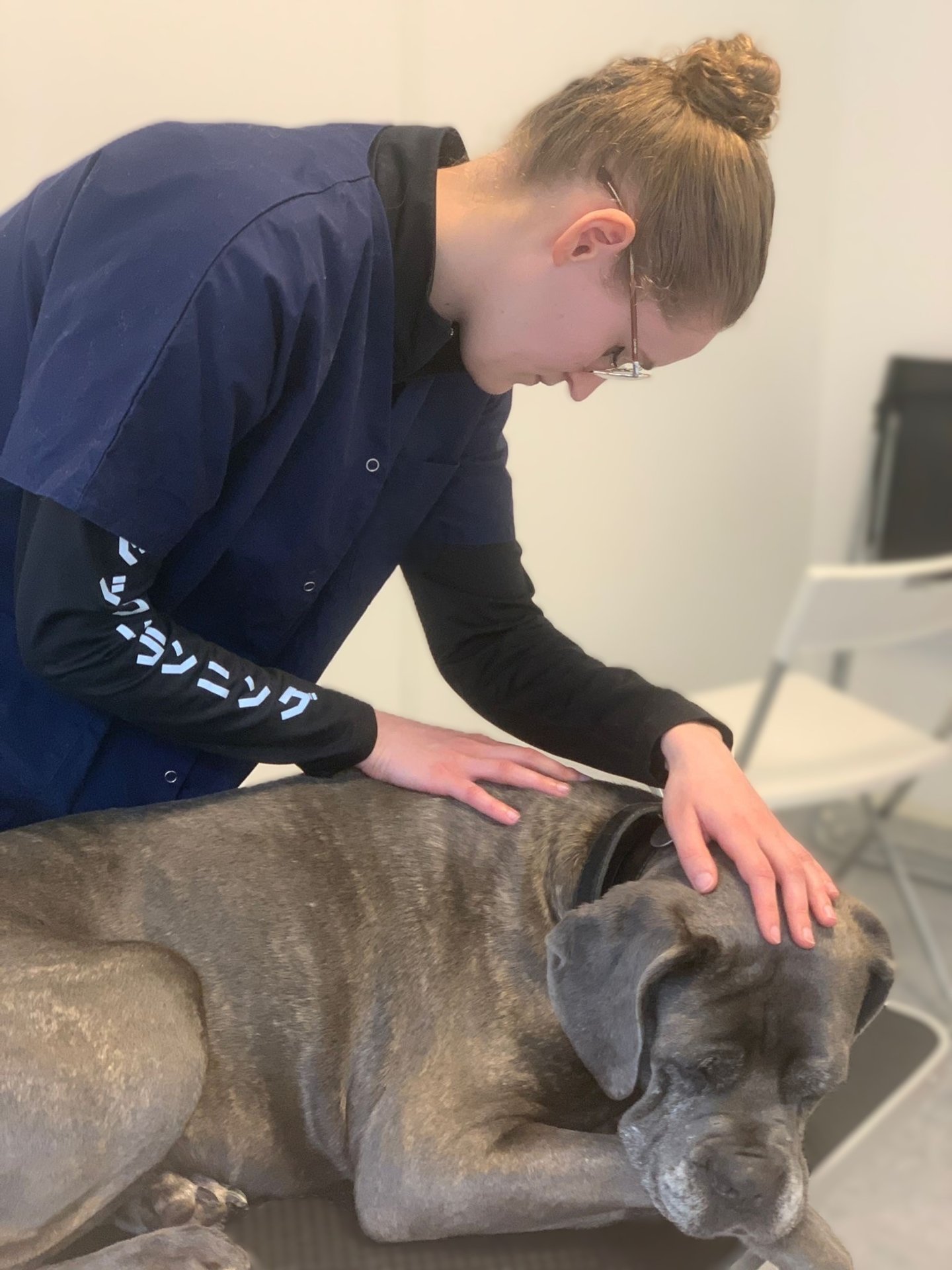 Séance d'ostéopathie pour chien en Belgique