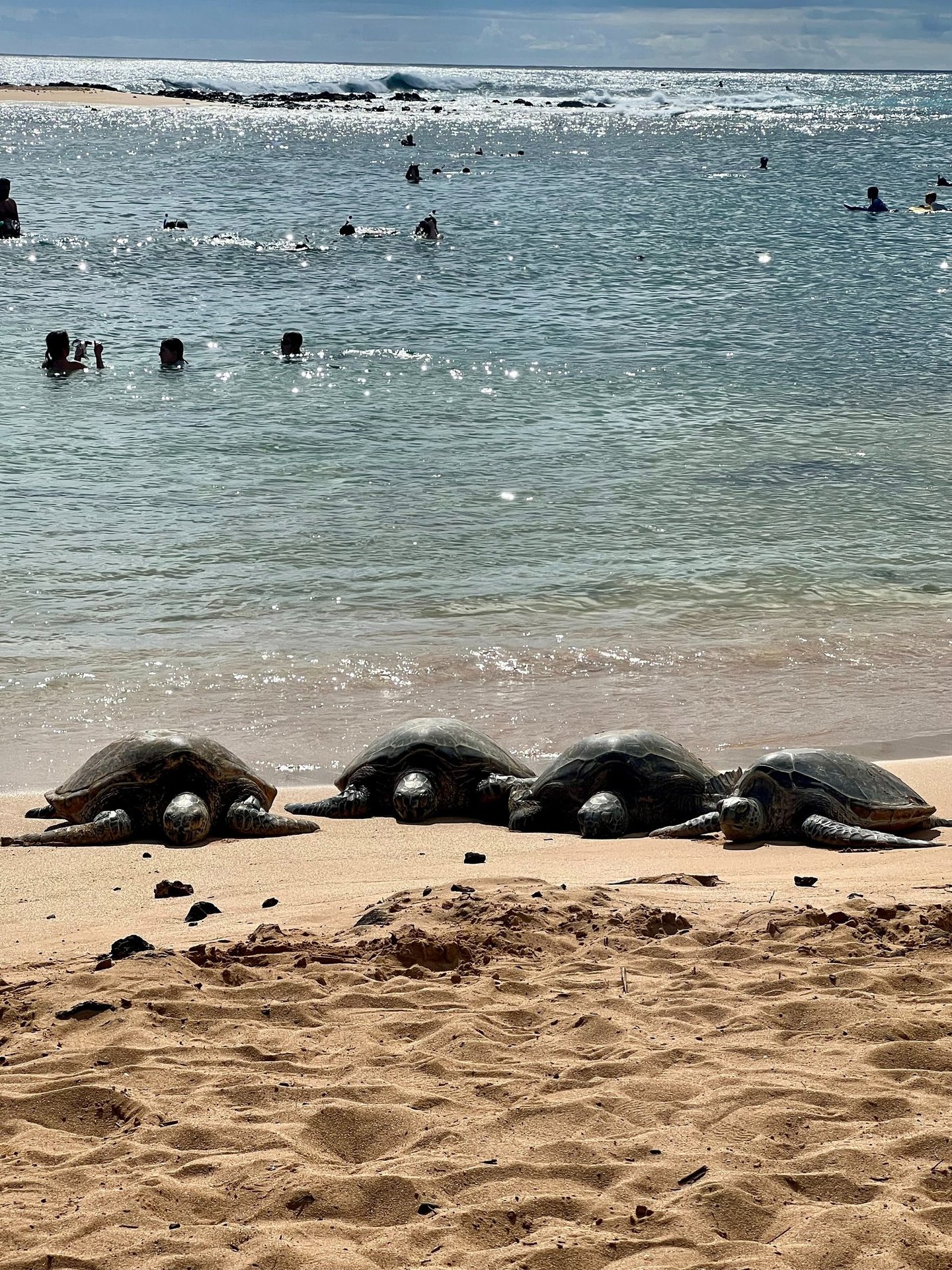 Turtles on a beach in Kauai, Hawaii