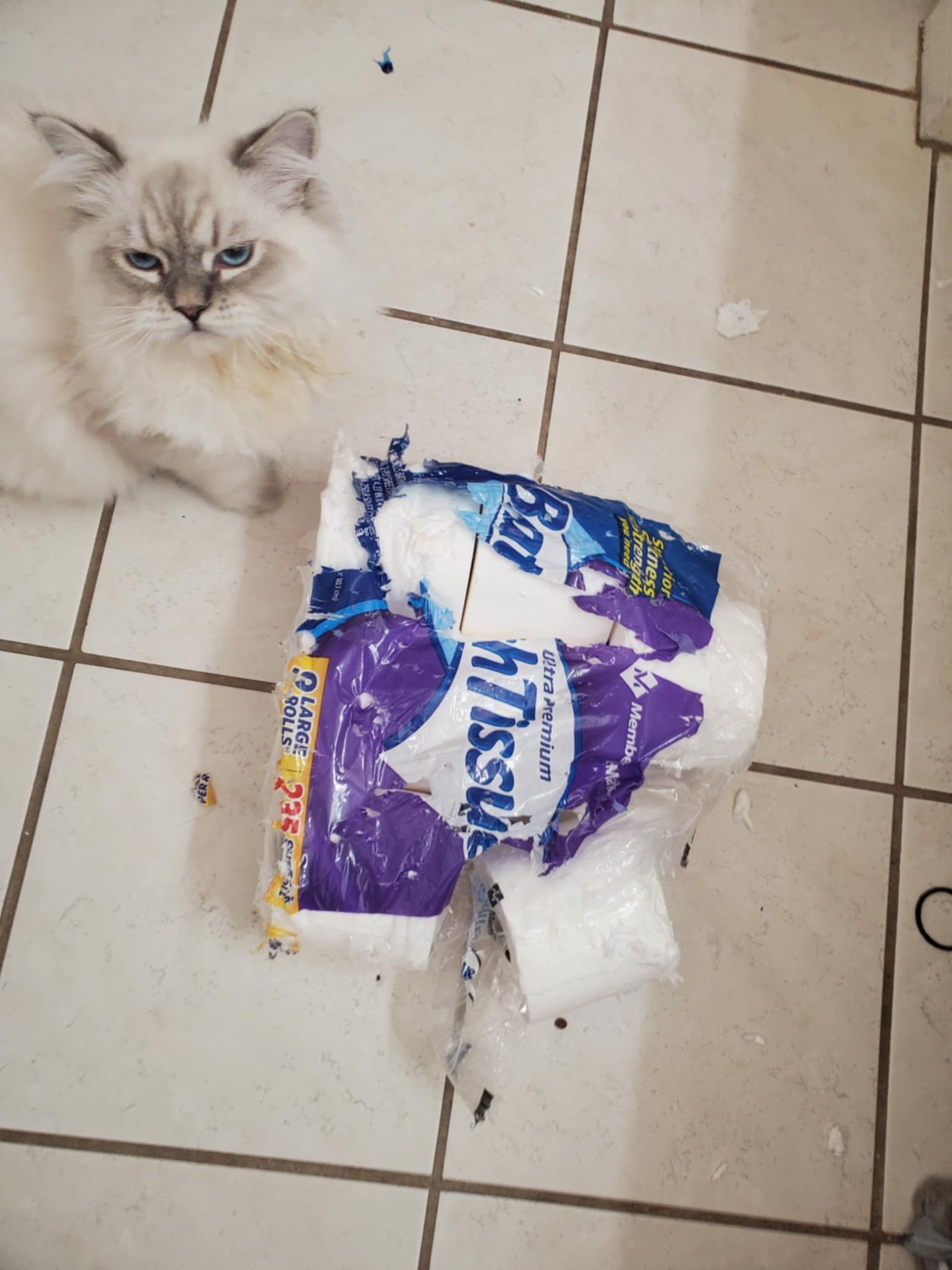 Johnny Cat Siberian Cat in Texas grumpy